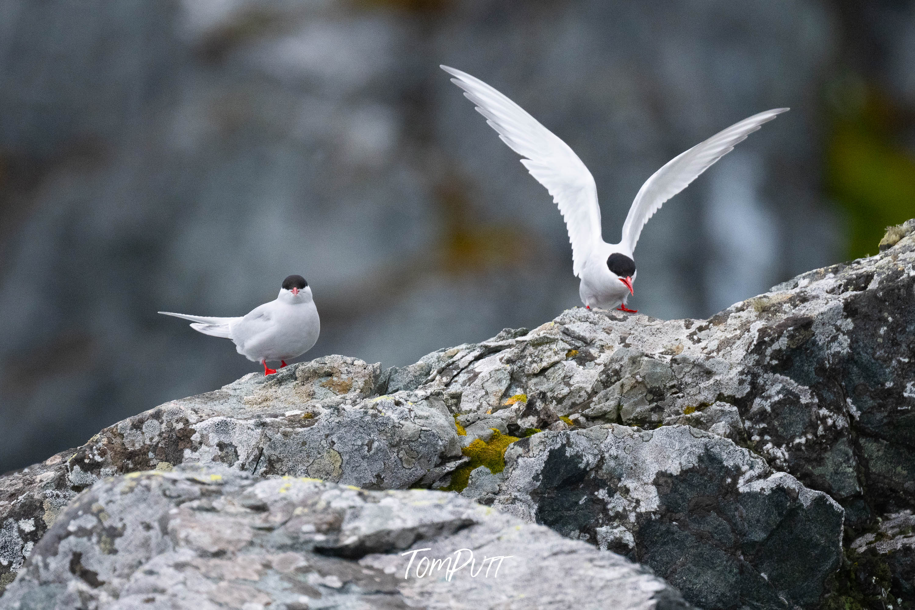 Touchdown, Antarctica