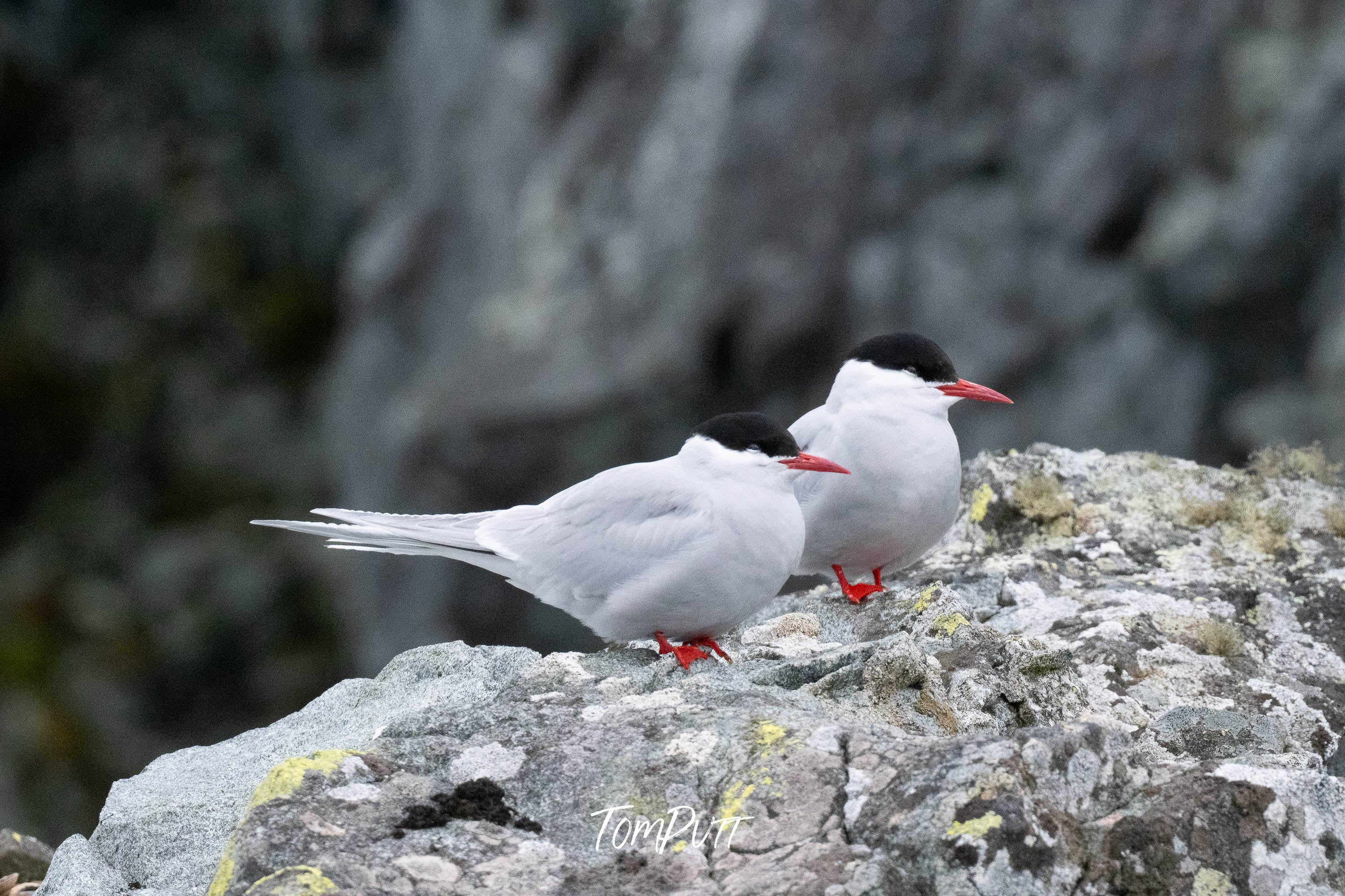 Antarctic Pair