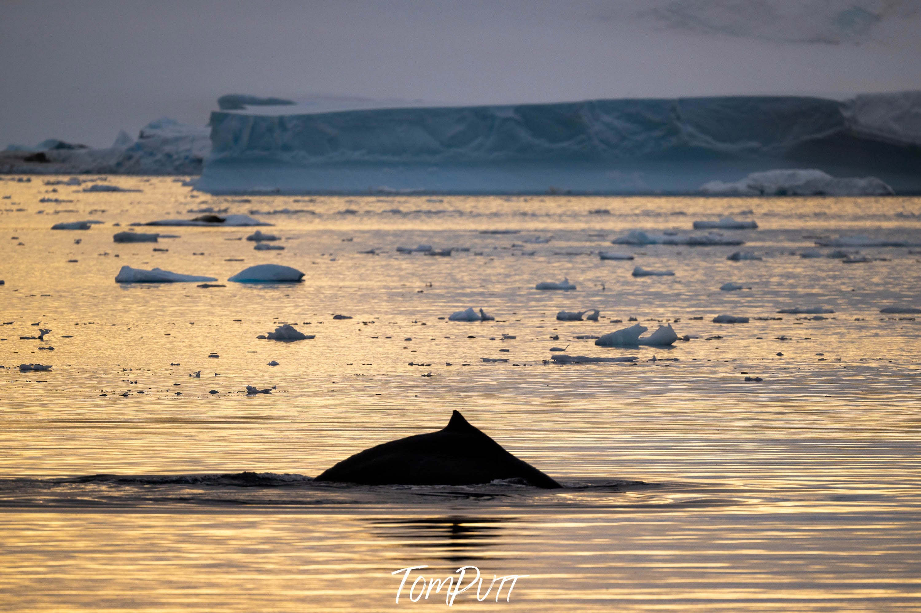 Golden Glimmers, Antarctica