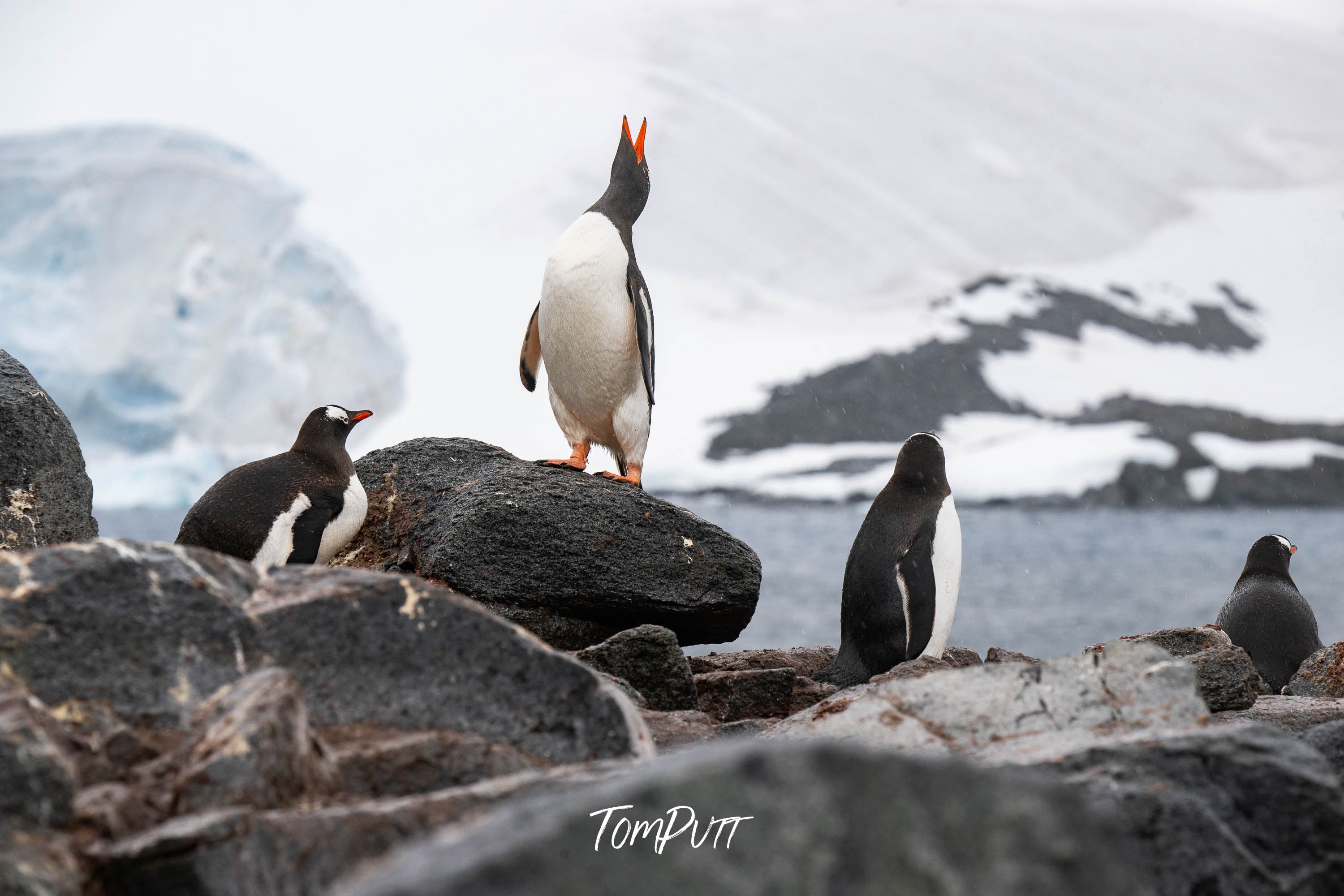 Penguin Serenade, Antarctica