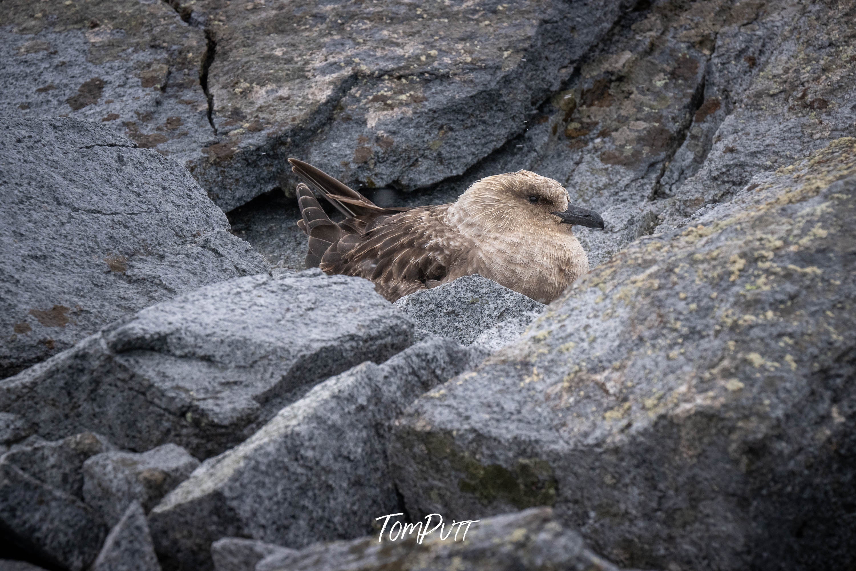 Skua on nest, Antarctica