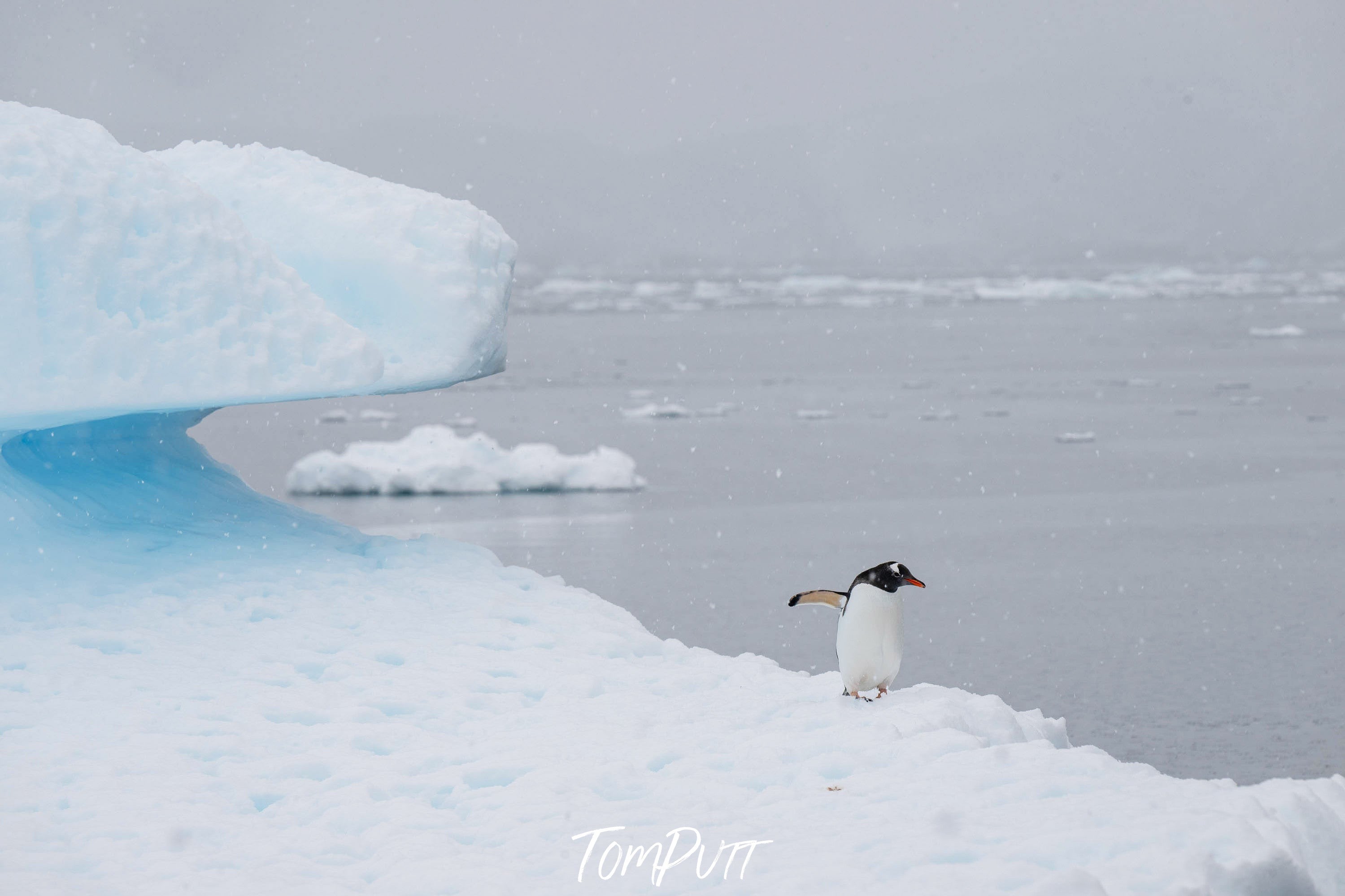 Embracing the Chill of Antarctica