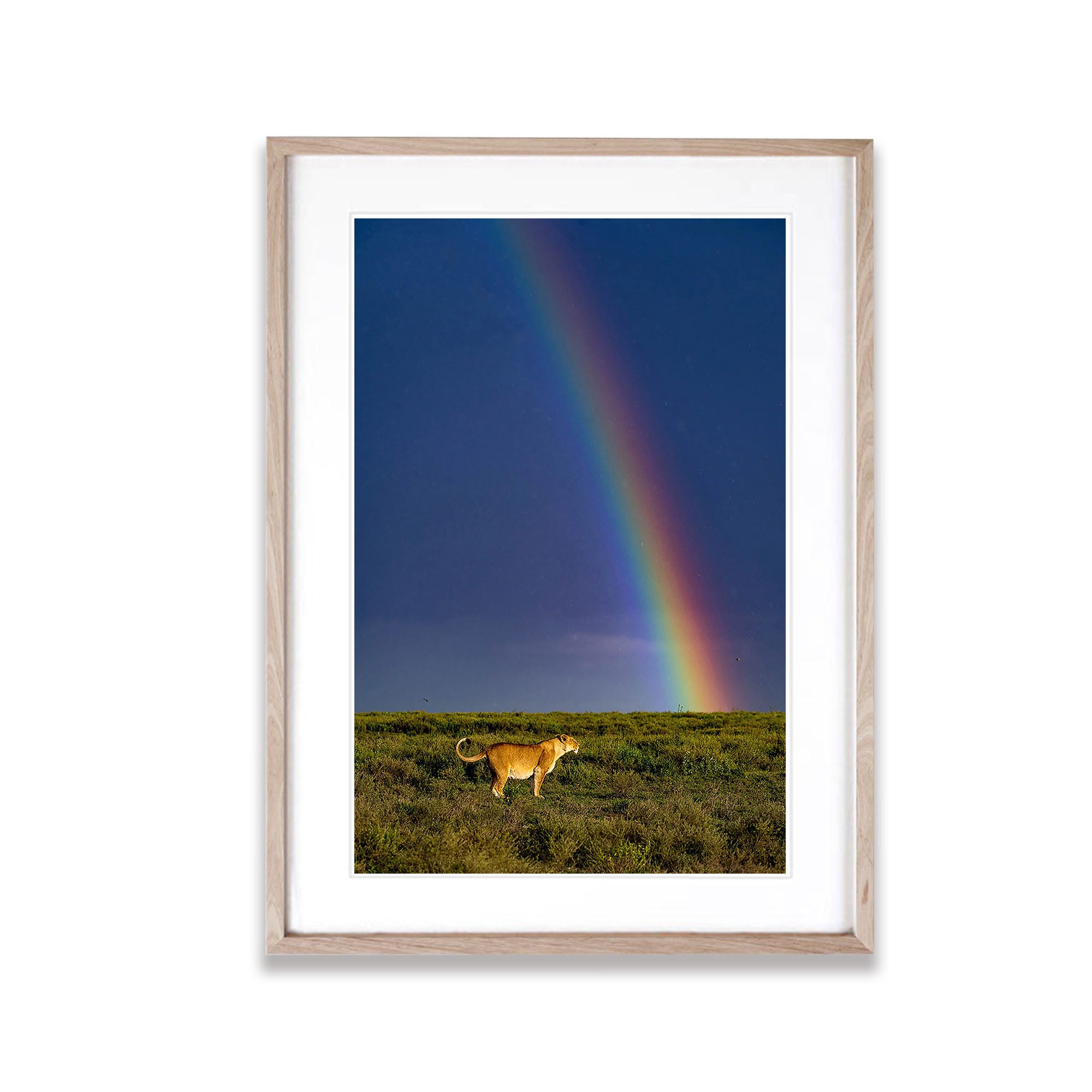 A pregnant lion and rainbow in the Serengeti, Tanzania