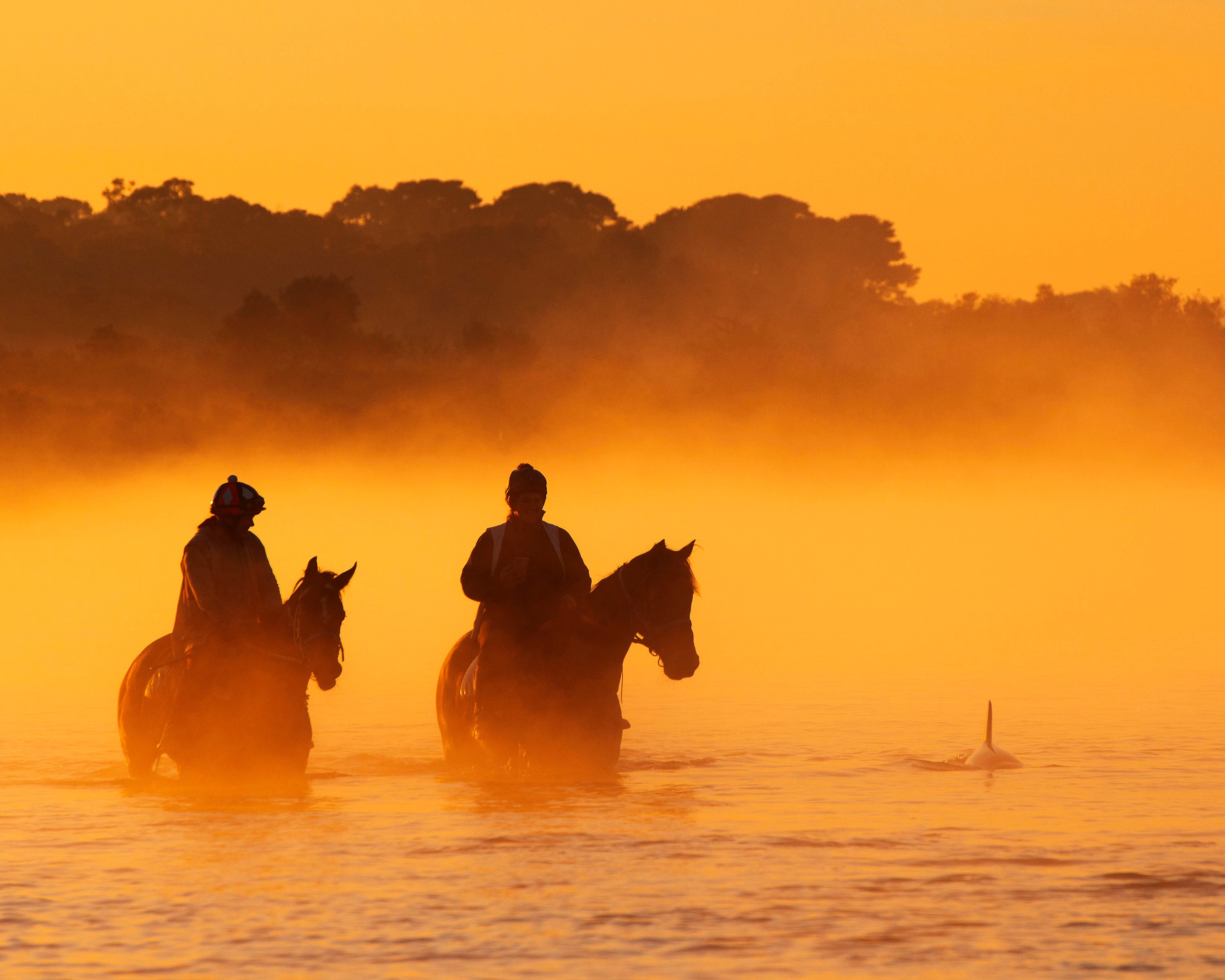 Balnarring Horses, Mornington Peninsula, VIC