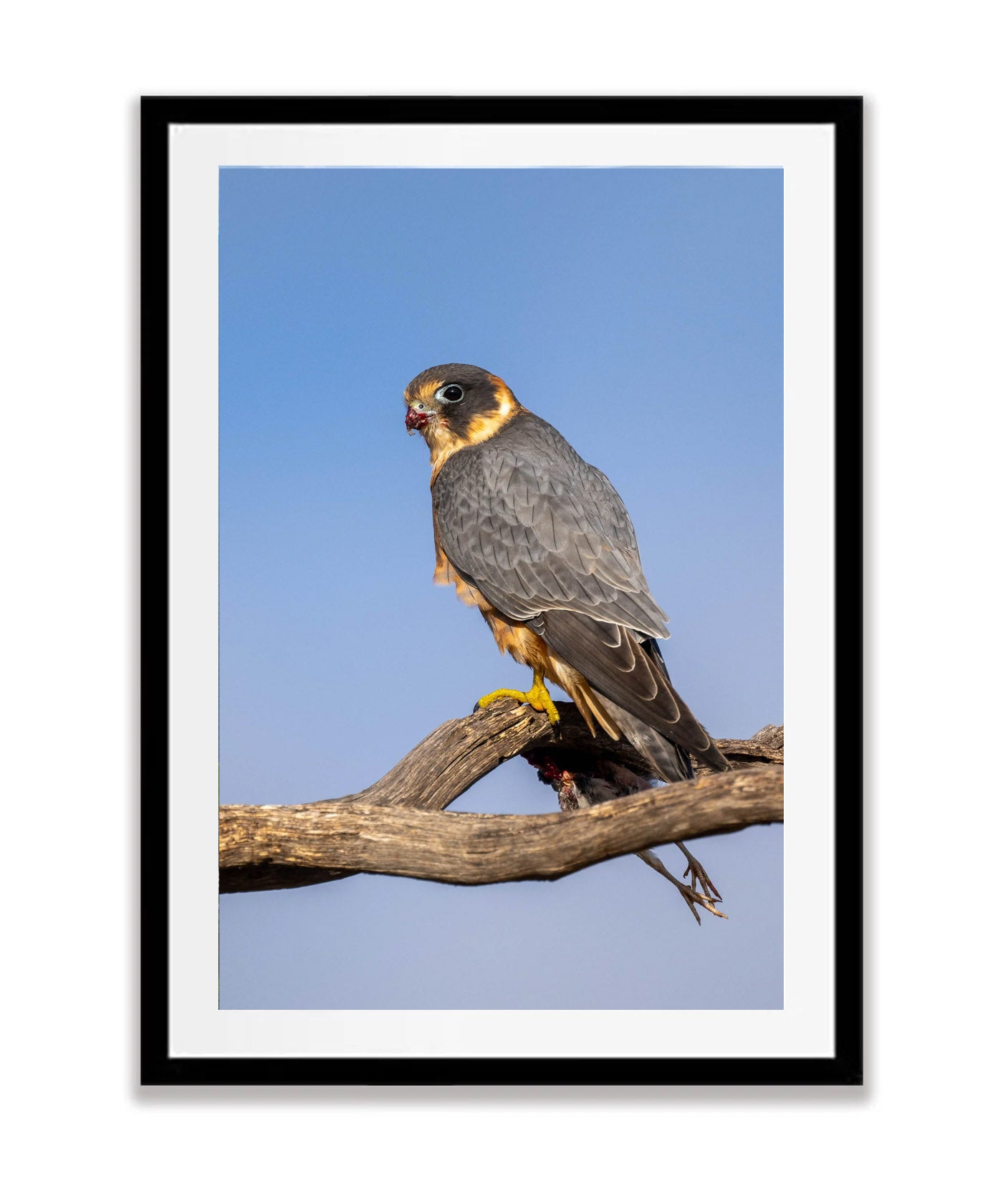 Australian Hobby, Sea Lake, Victoria