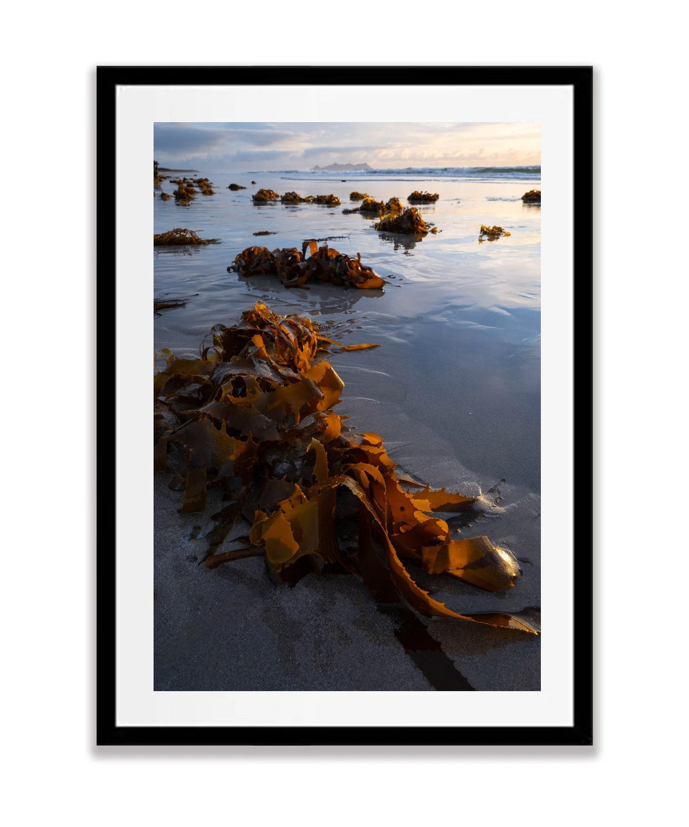 Seaweed, Flinders Island, Tasmania