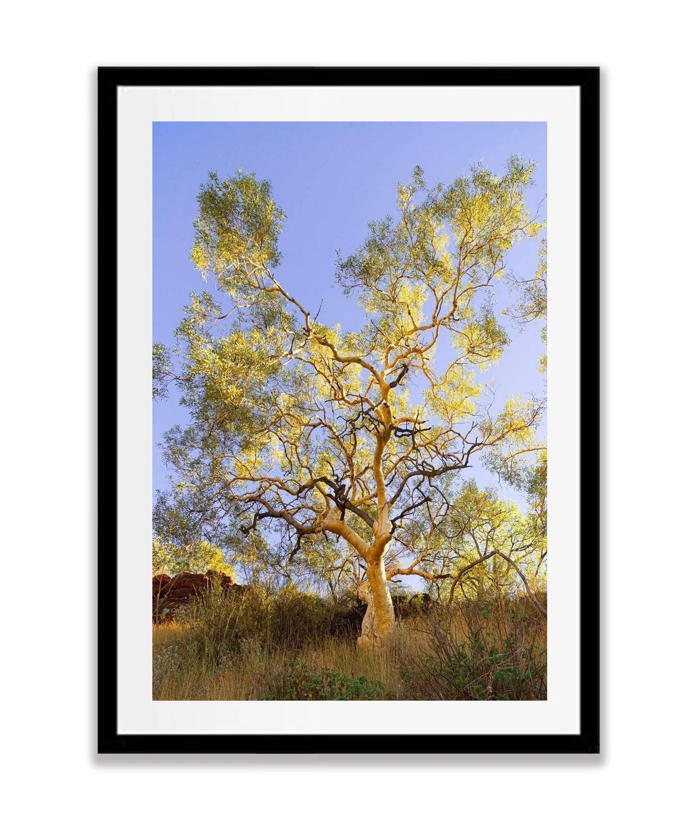 Snappy Gum Glow - Karijini, The Pilbara