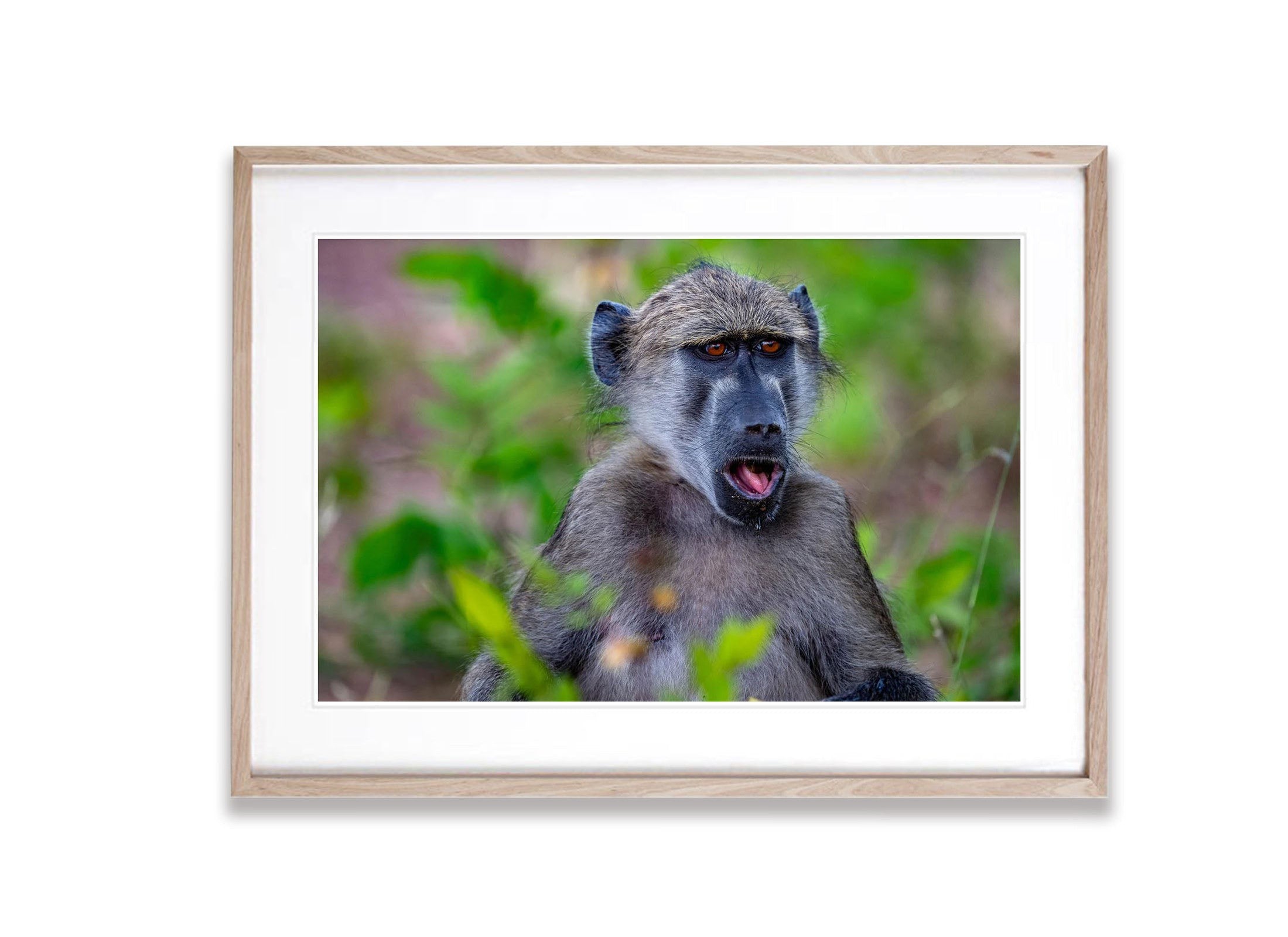 Baboon portrait, Chobe River, Botswana