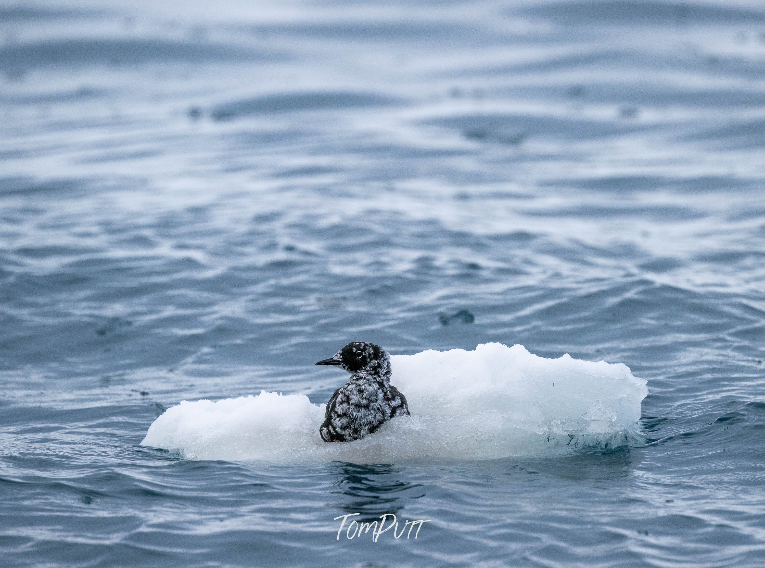 Black Guillemot Afloat, Svalbard