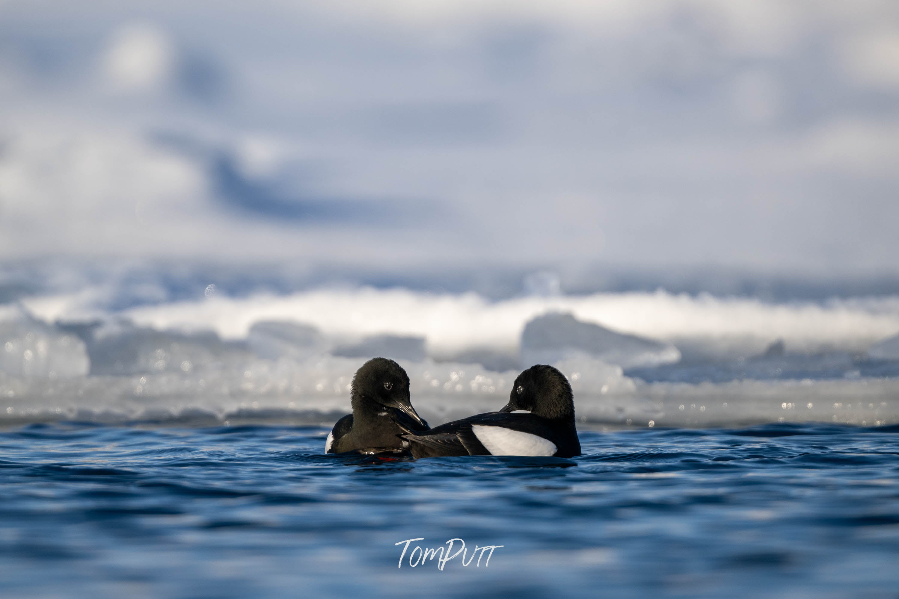 Black Guillemots Courting, Svalbard