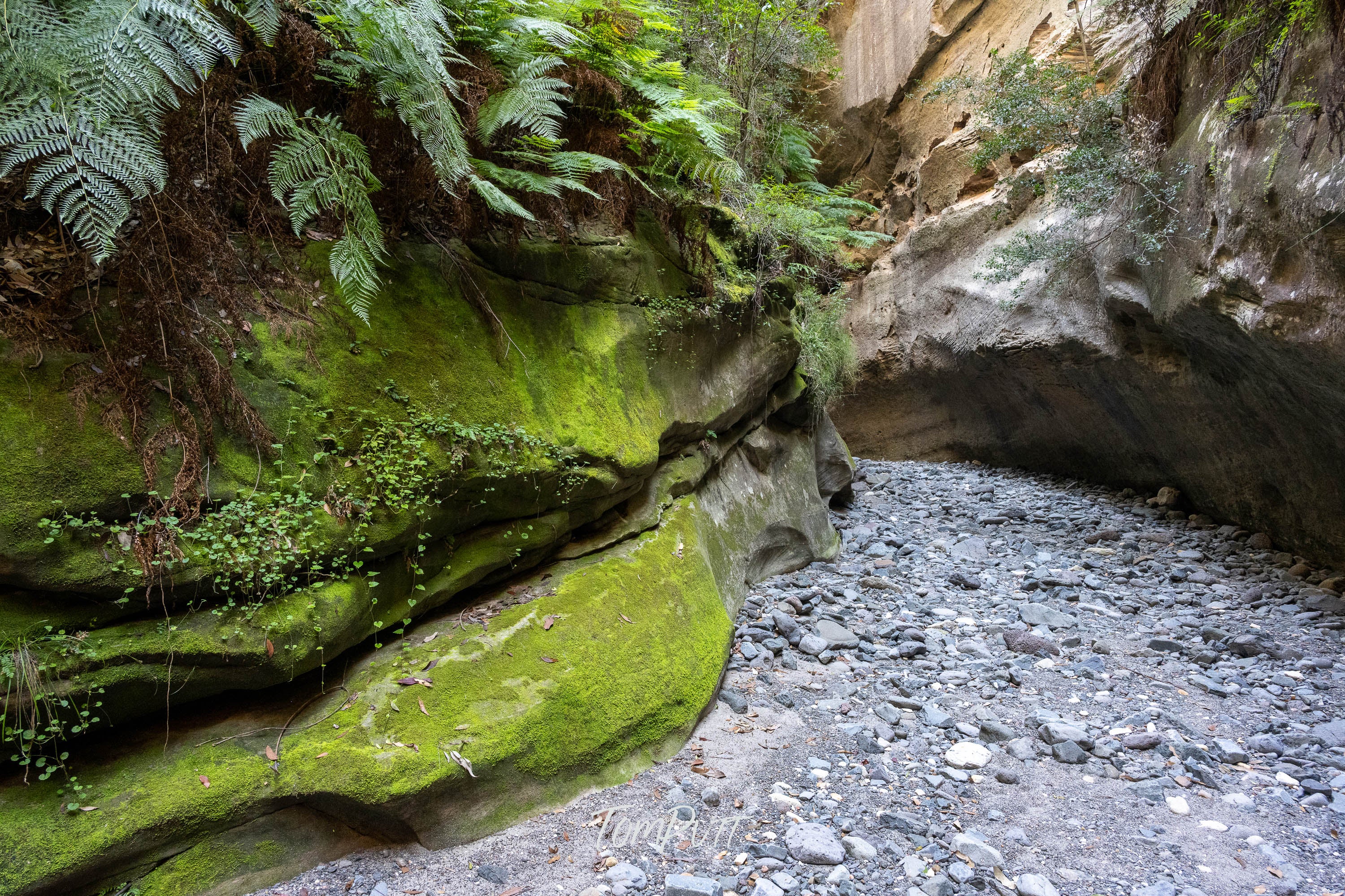 Boowinda Path, Carnarvon Gorge