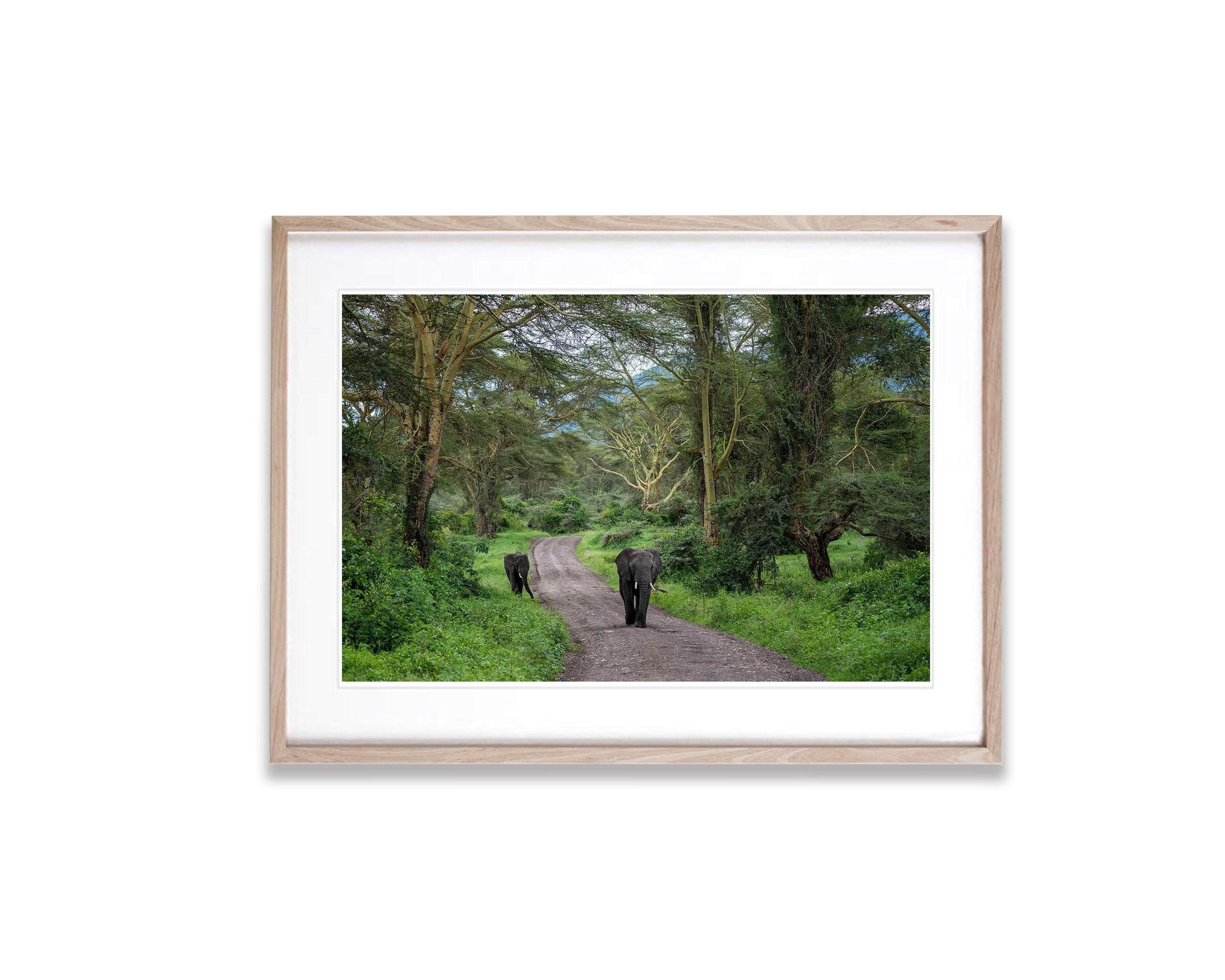 Elephants Approaching, Ngorongoro Crater, Tanzania