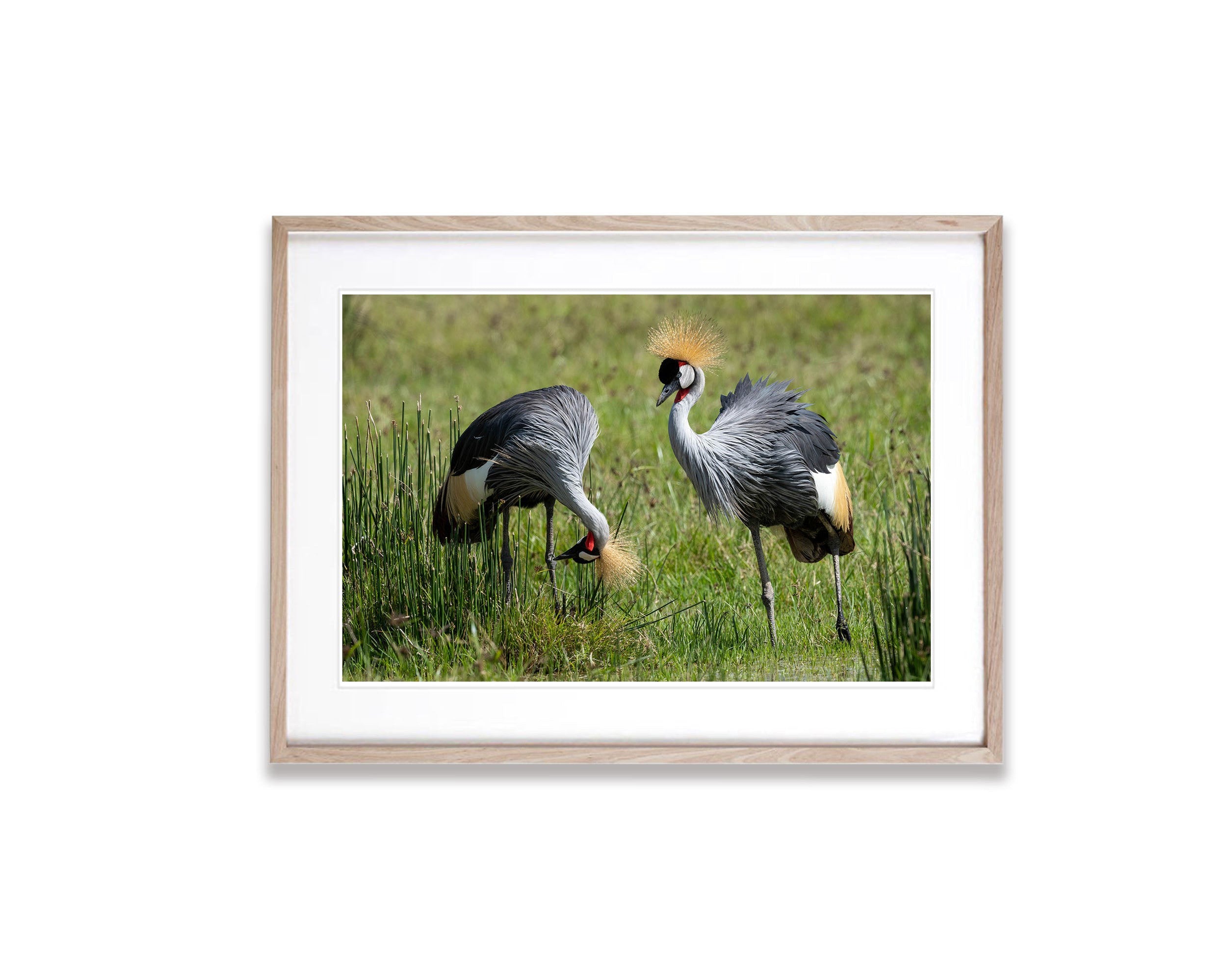 Crowned Crane, Tanzania