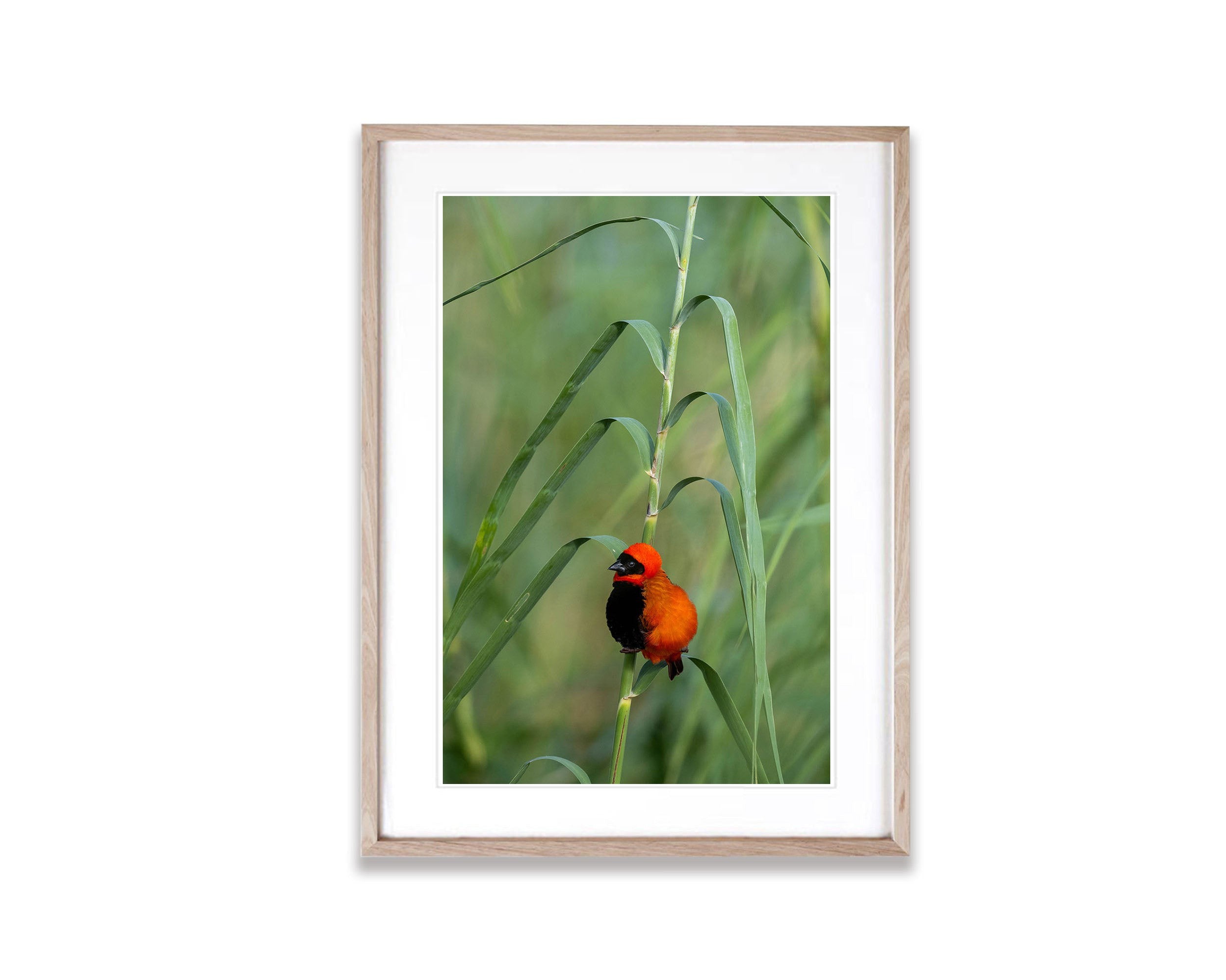 Southern Red Bishop, Okavango Delta, Botswana