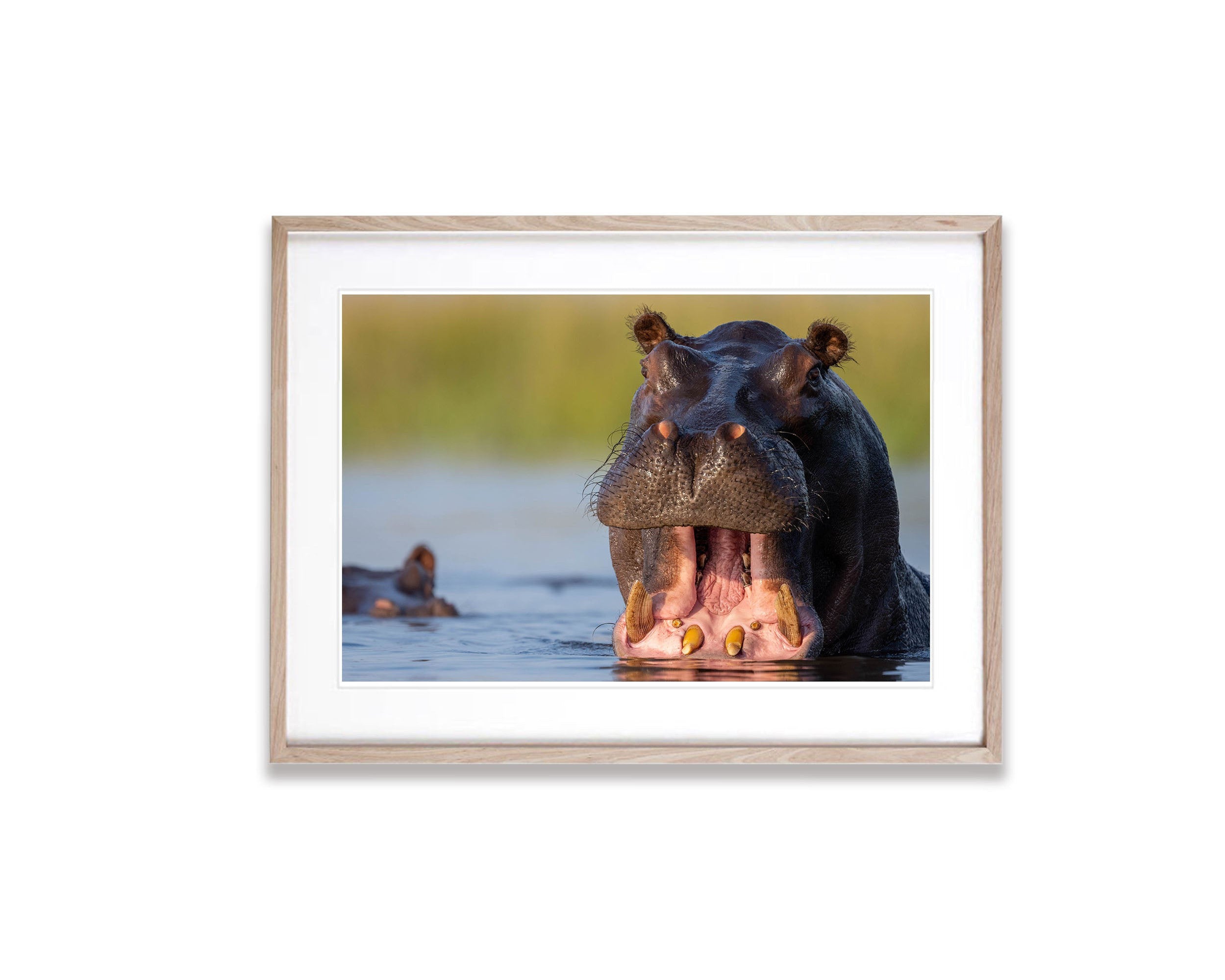 Hippo, Chobe River, Botswana