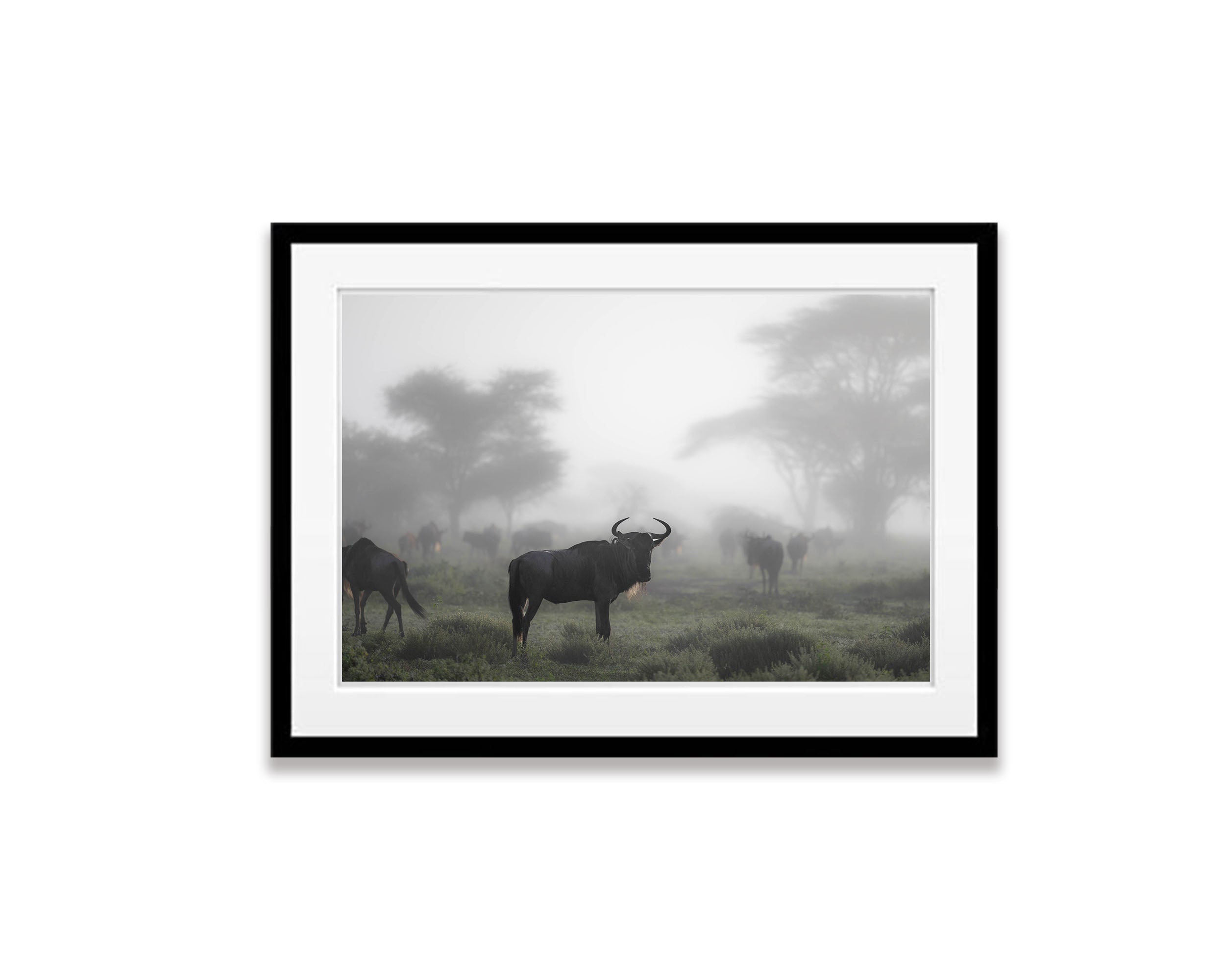 Wildebeest in the mist, Tanzania