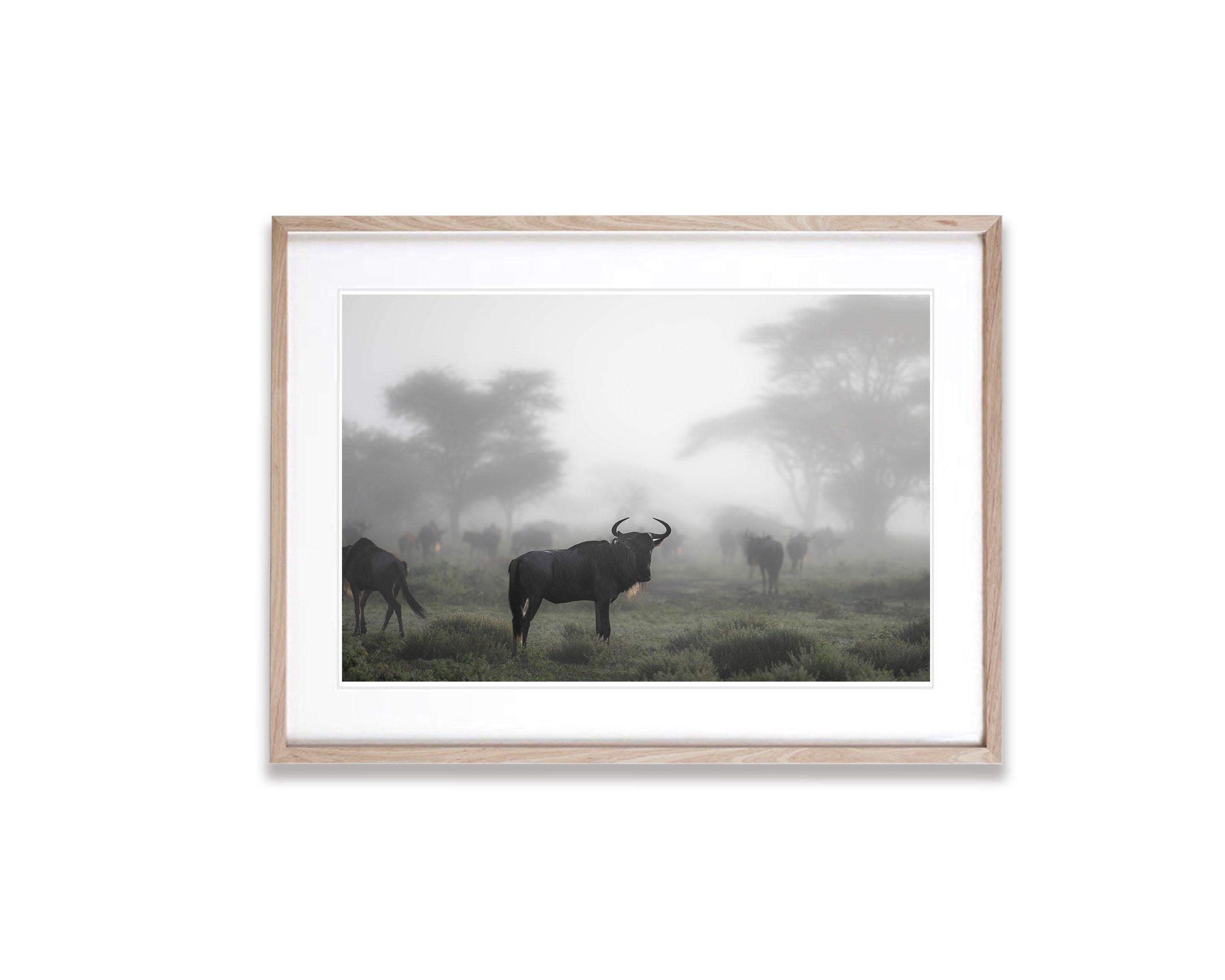 Wildebeest in the mist, Tanzania