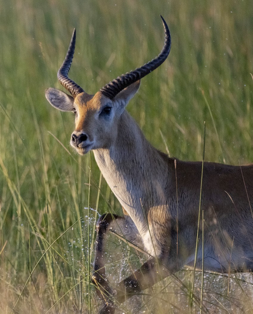 Graceful Red Lechwe