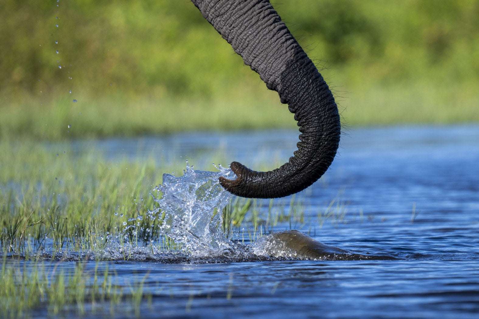 Elephant Splash