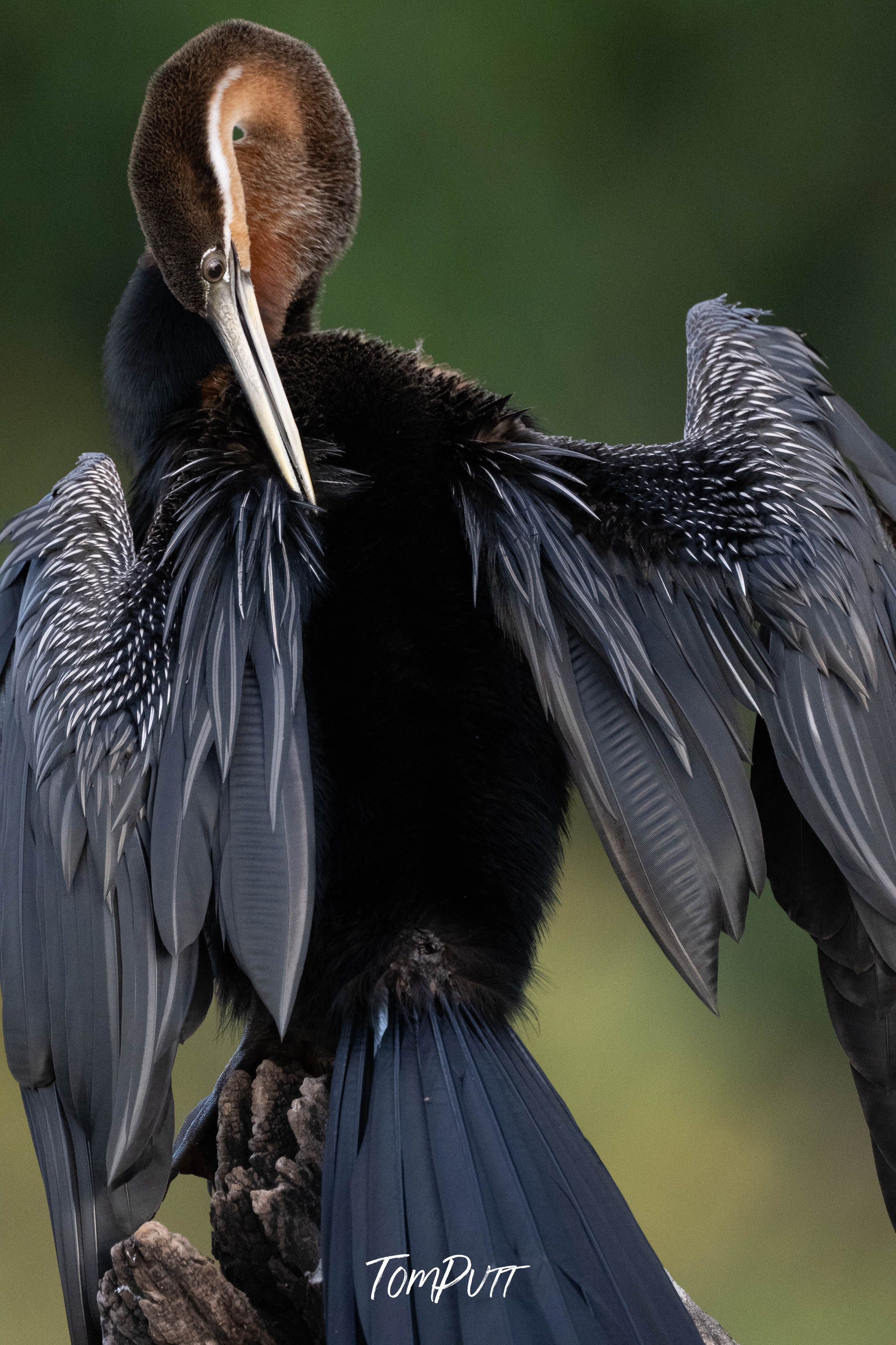 Majestic African Darter