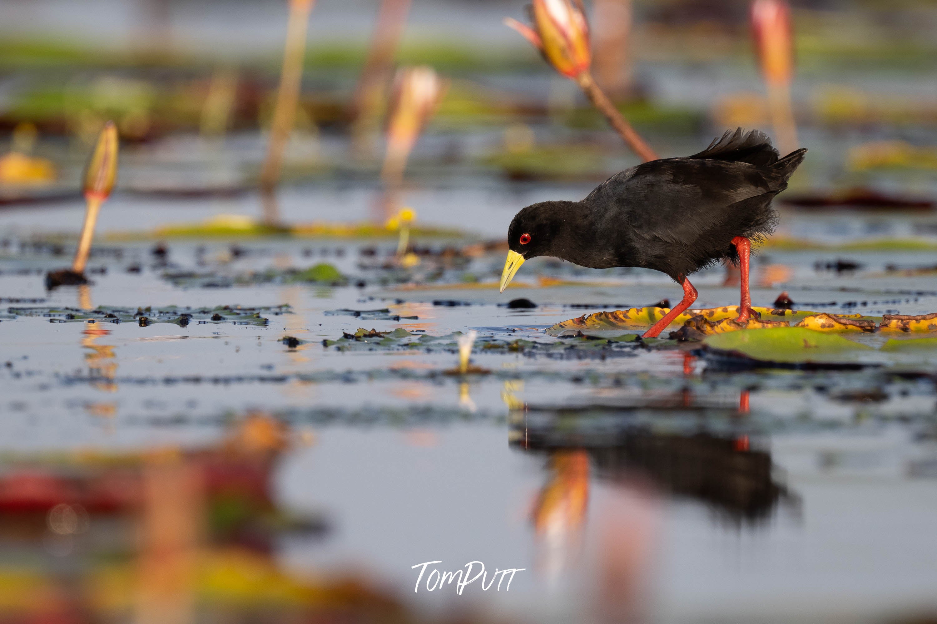 Lily Pad Forager