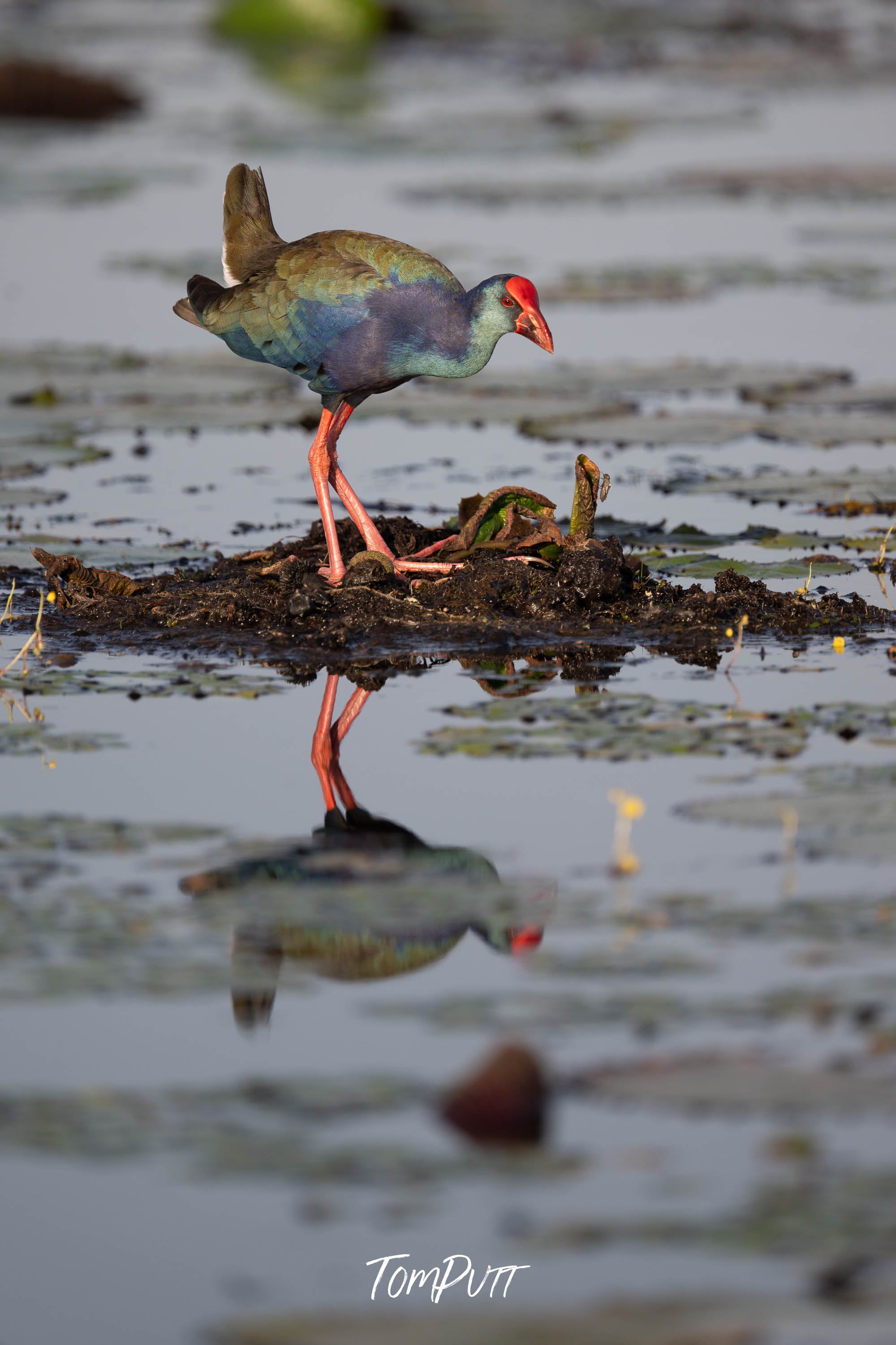 Swamp Hen Reflection