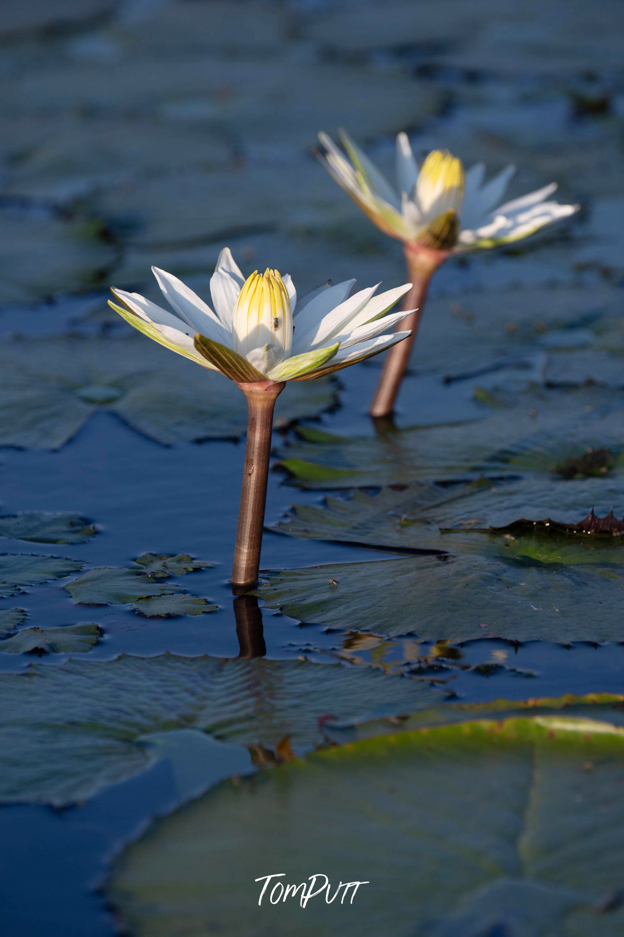 Water Lily Duo