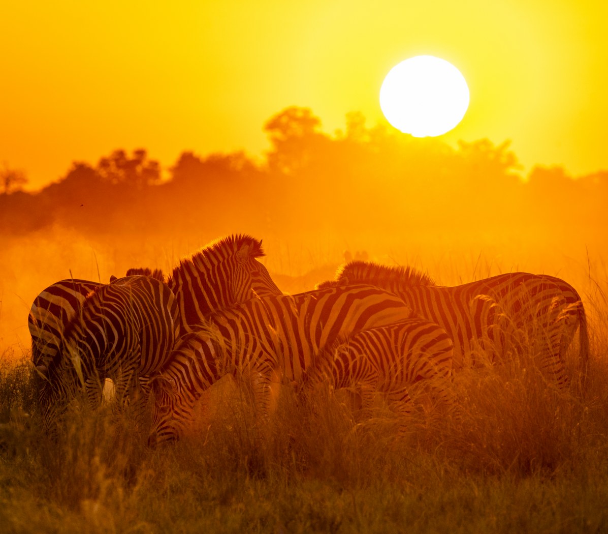 Zebra Herd at Dusk