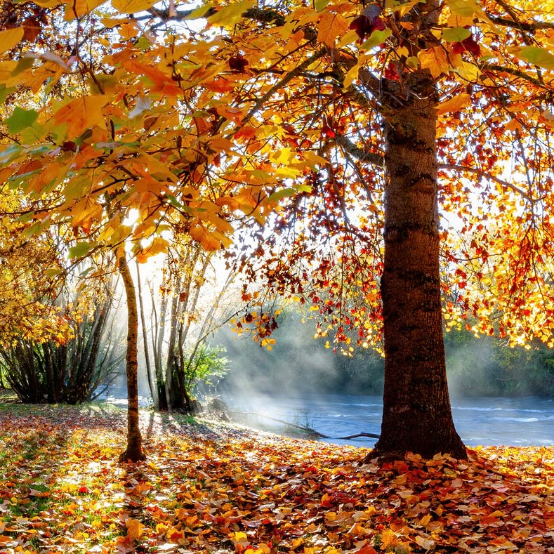 Bright Autumn Colours Square