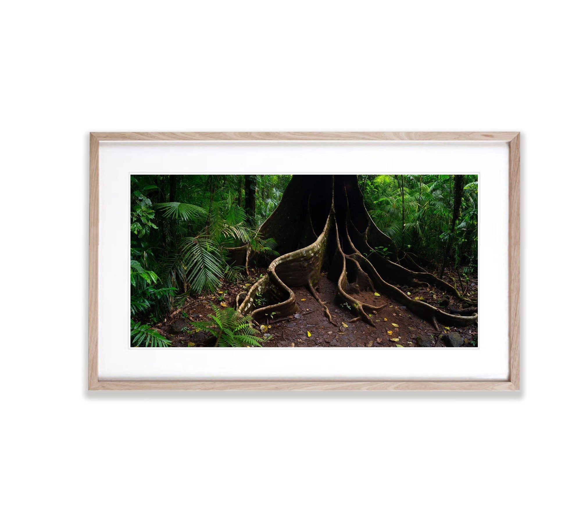 Buttress Tree Root, Far North Queensland