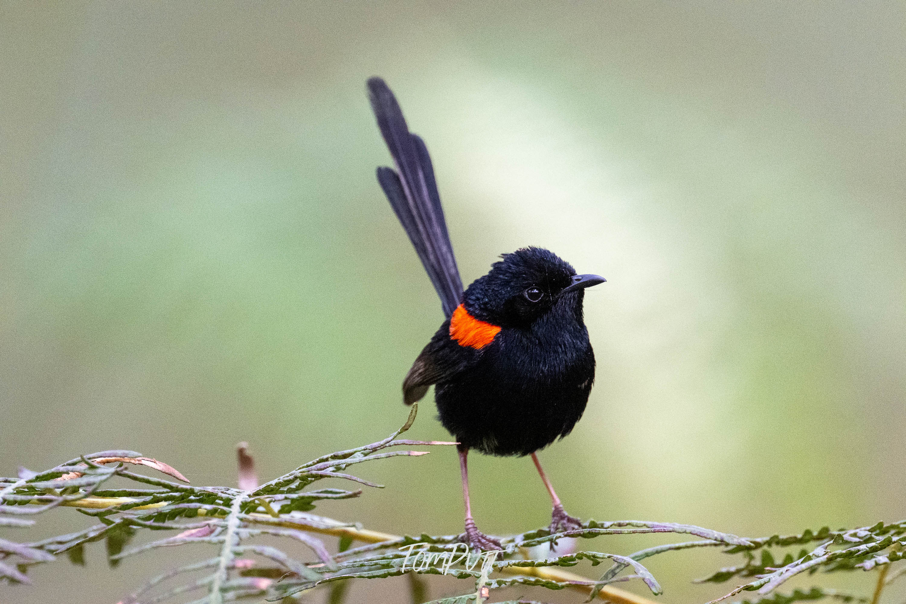 Red-Backed Fairy Wren, Carnarvon Gorge
