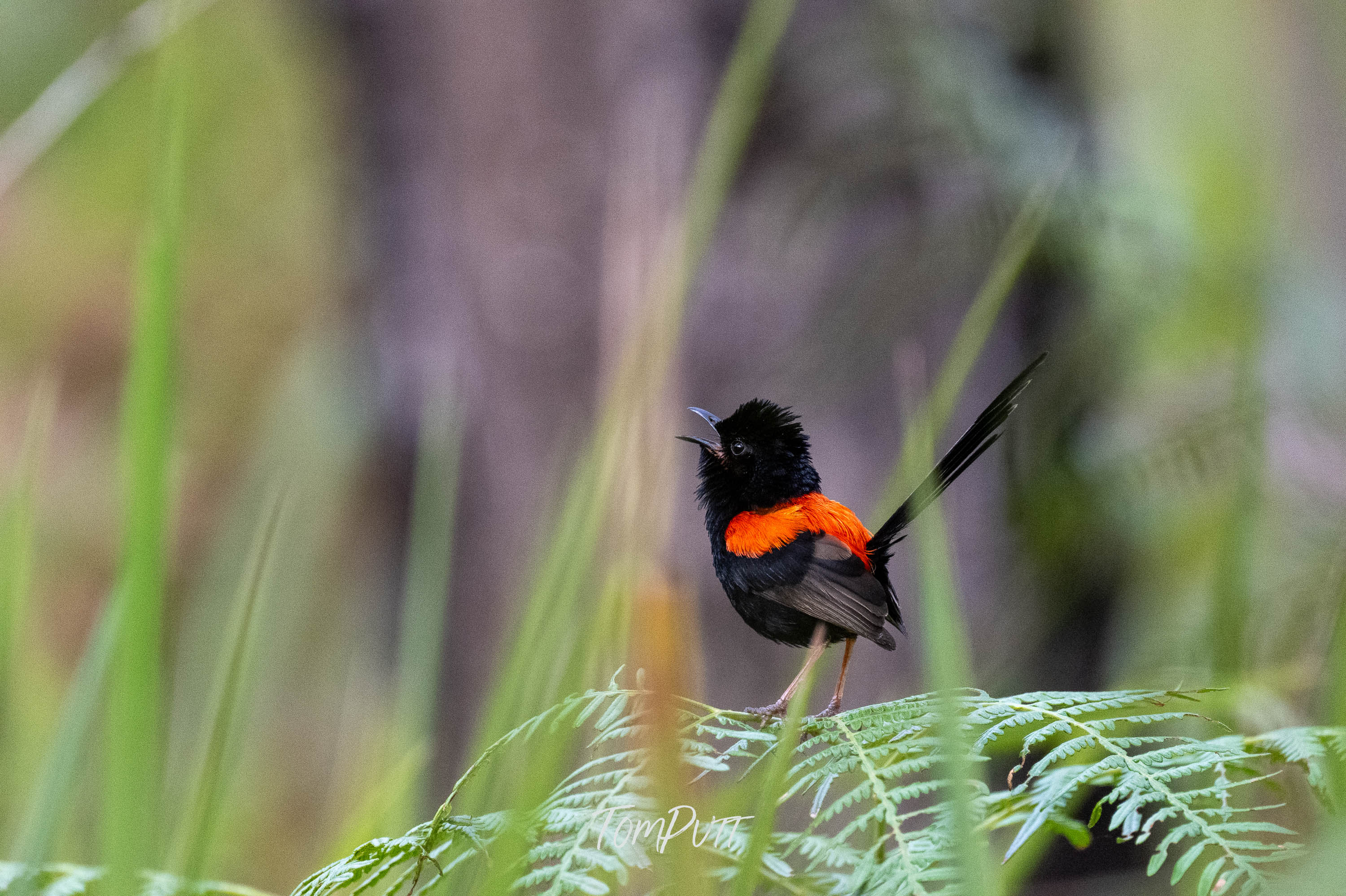 Call of the Red-Backed Fairy Wren