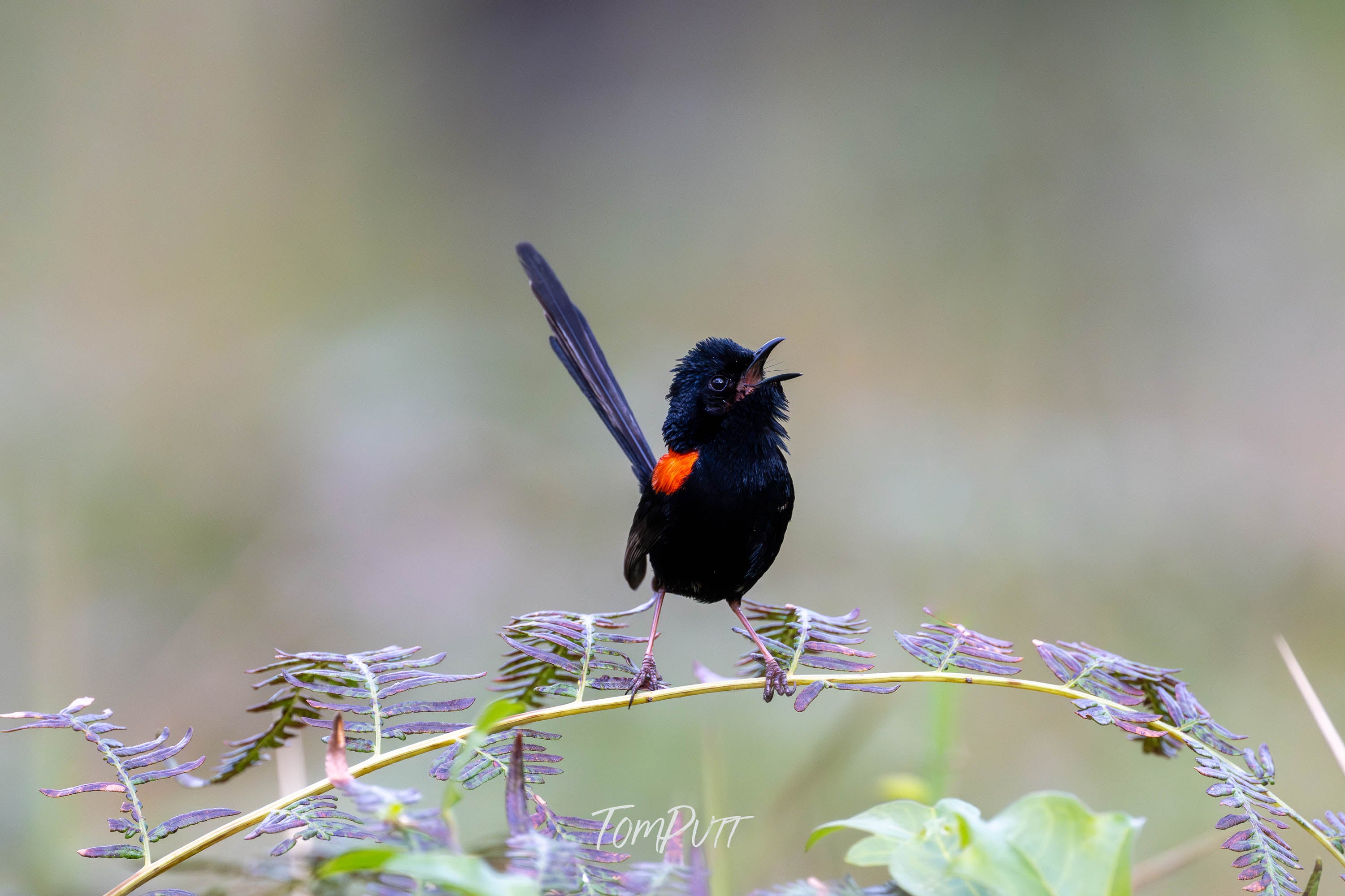 Red-Backed Fairy Wren in Full Song