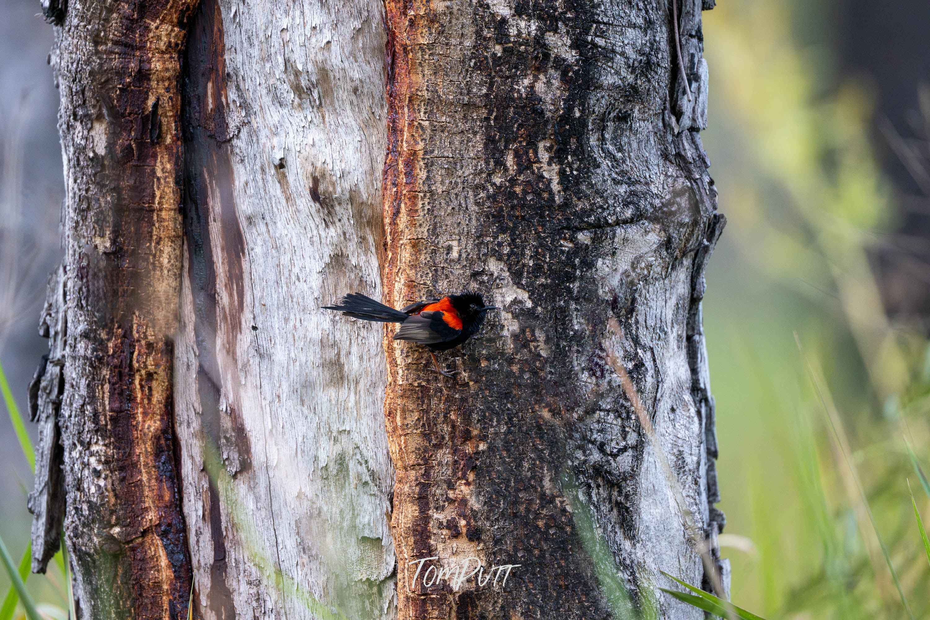 Bark Hopping Red-Backed Fairy Wren