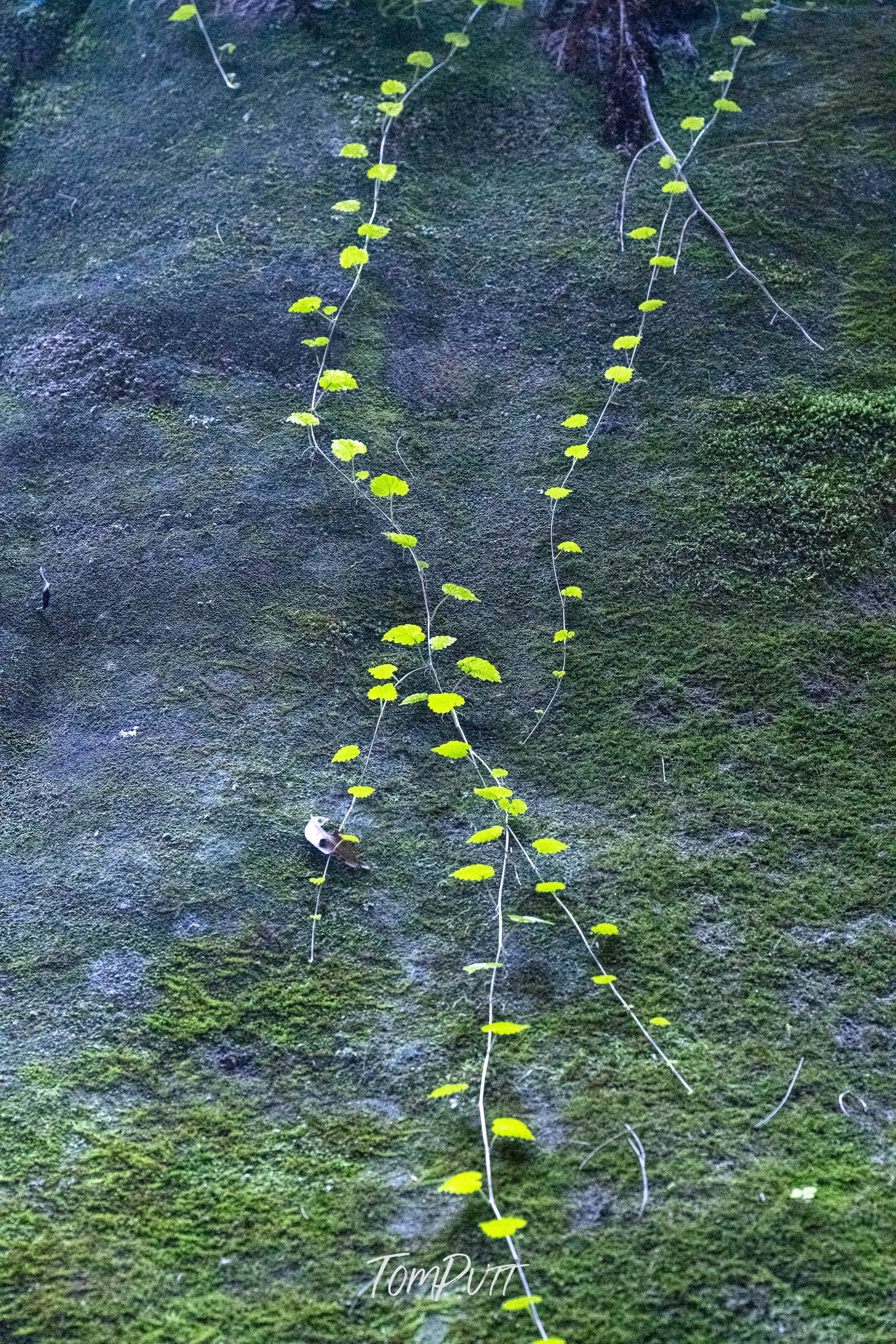 Carnarvon Vines