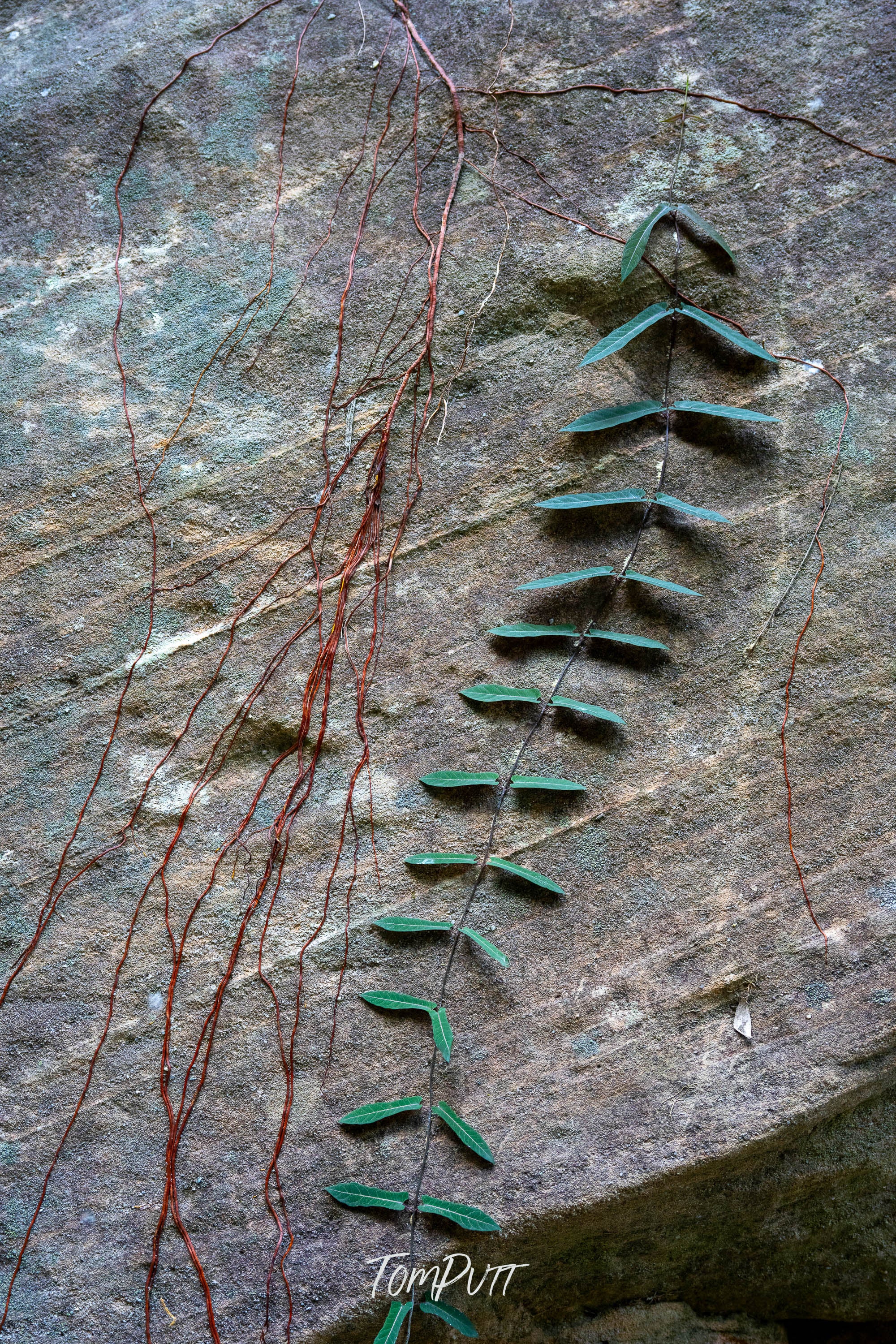 Nature's Ladder, Carnarvon Gorge