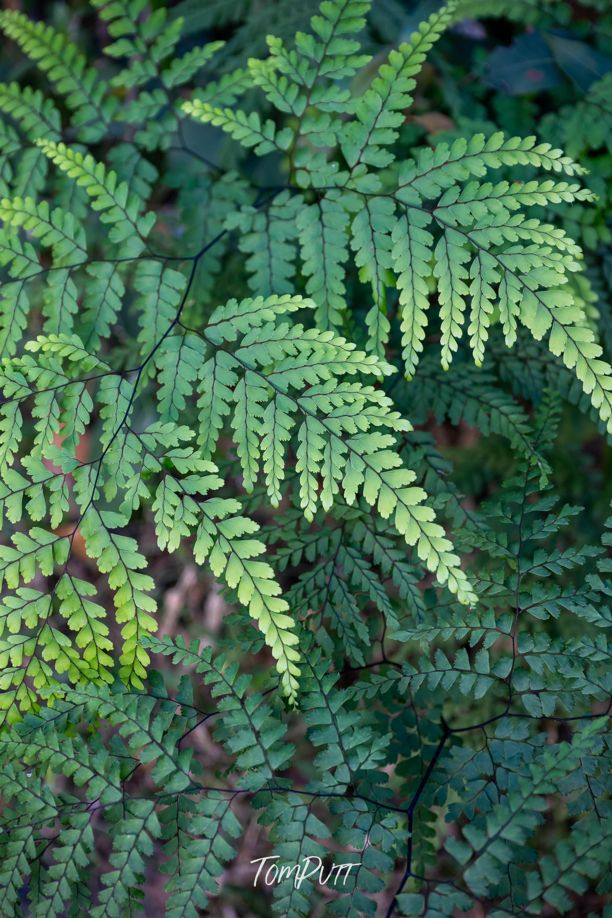 Shades of Green, Carnarvon Gorge