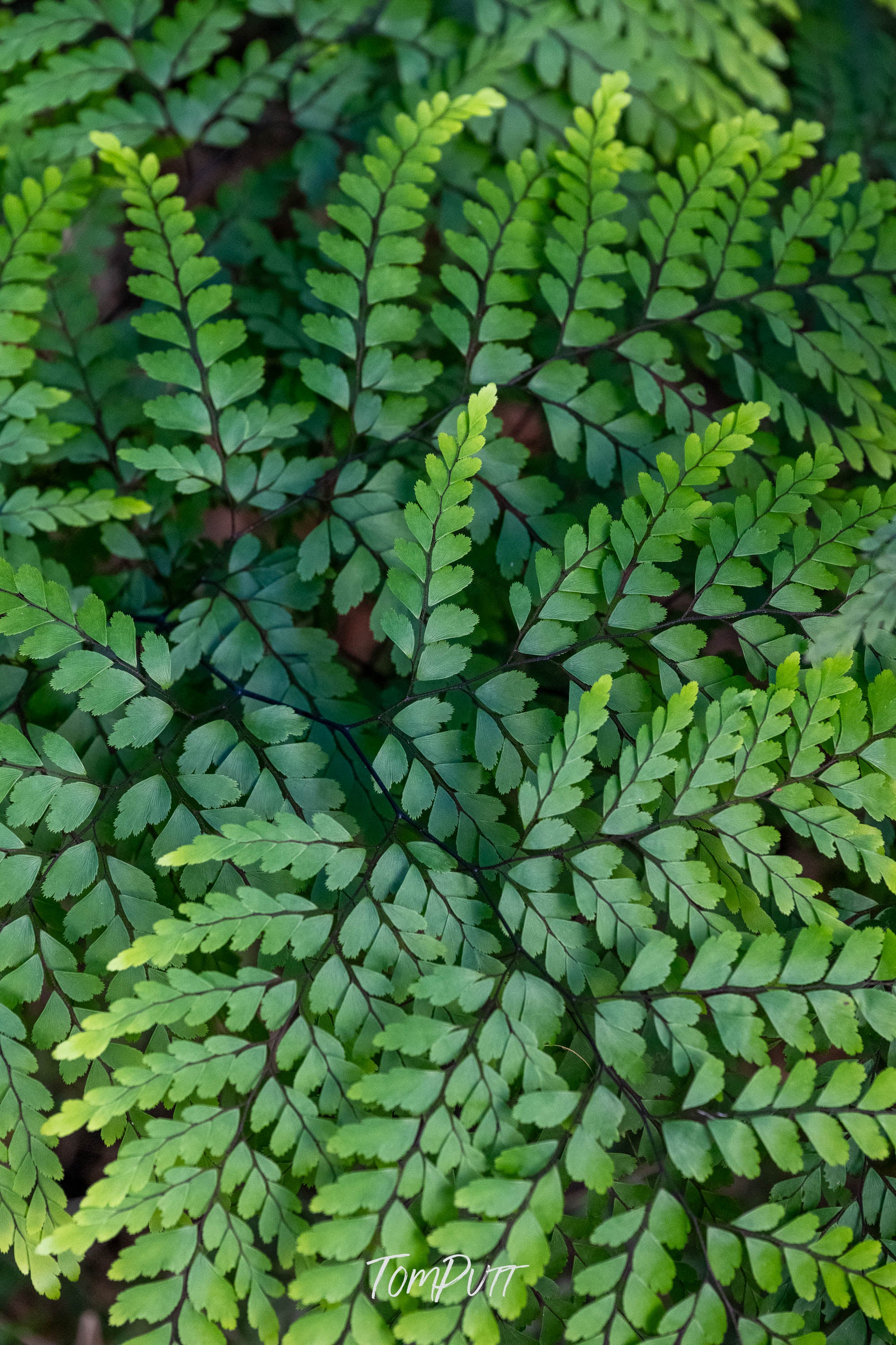 Carnarvon Ferns
