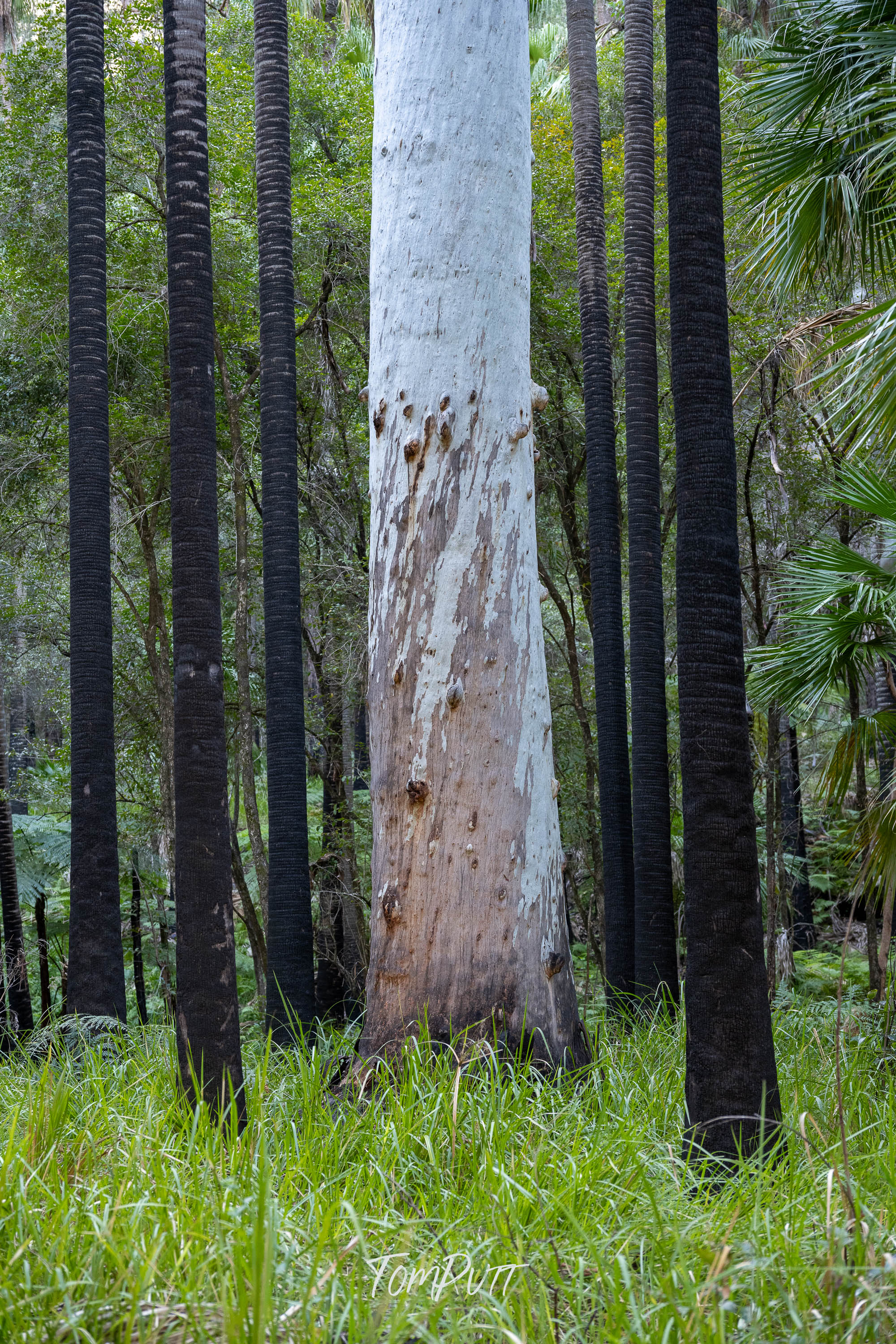 Lone Gum, Carnarvon Gorge