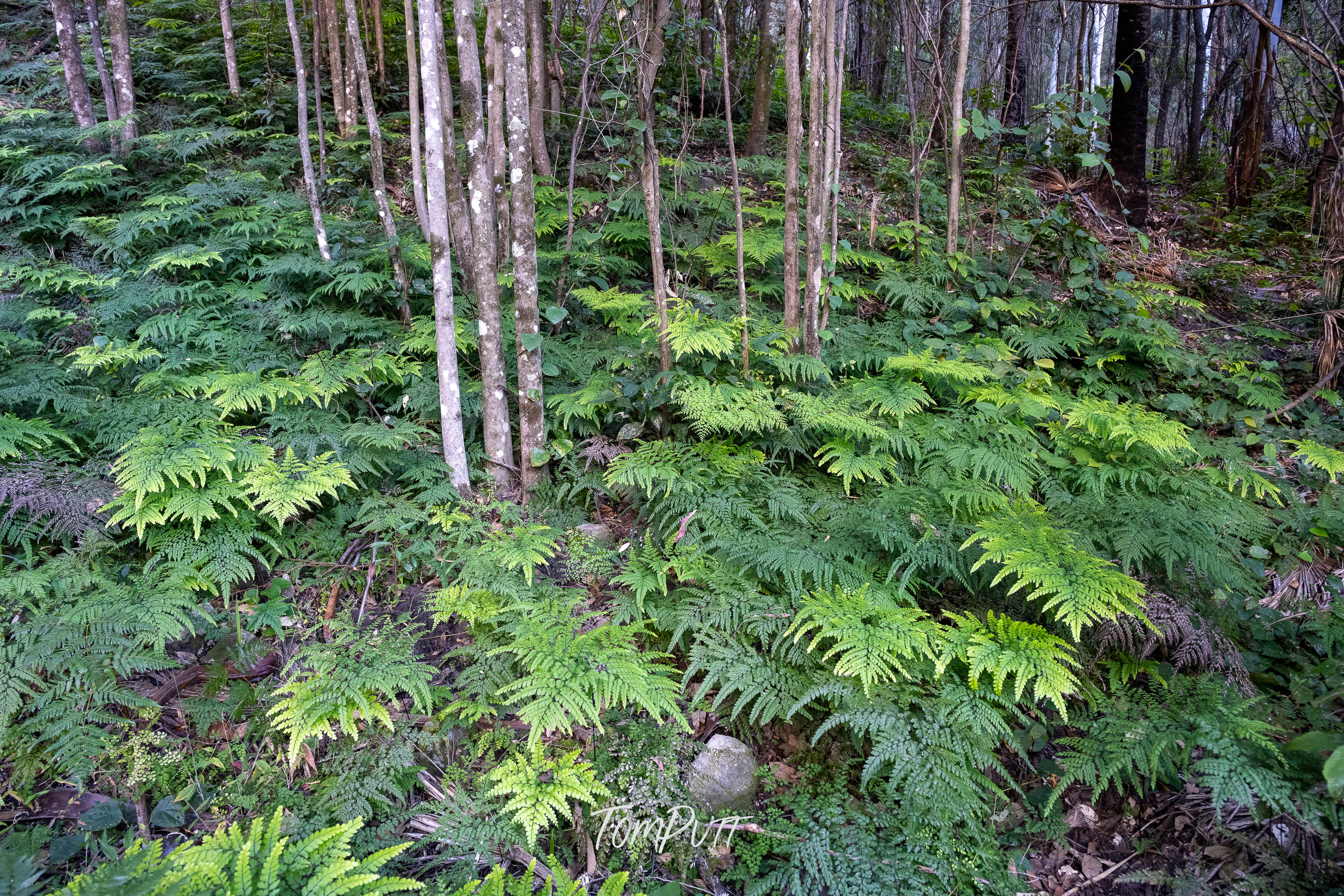Ferny Floor, Carnarvon Gorge