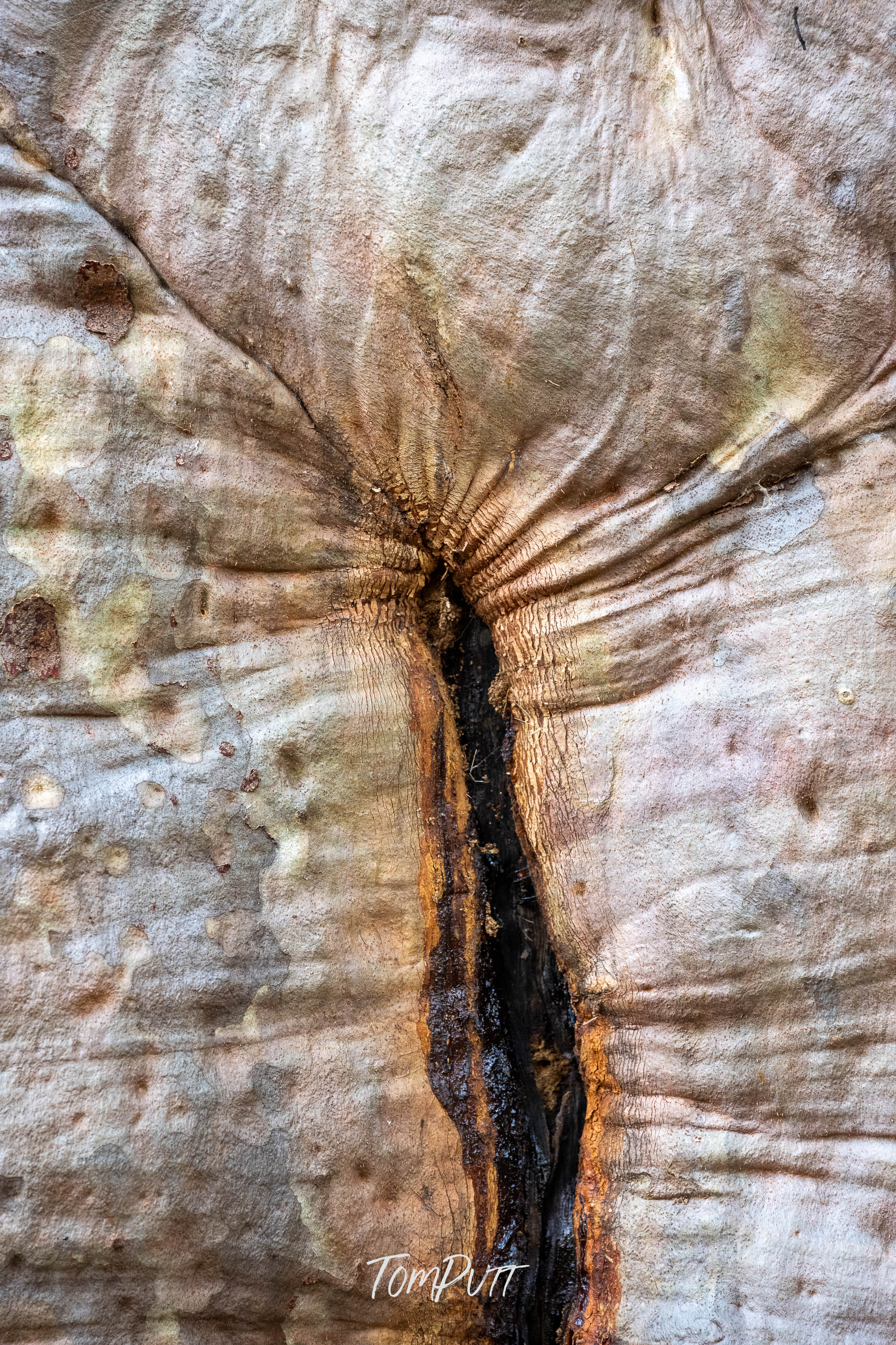 Wrinkles of Time, Carnarvon Gorge