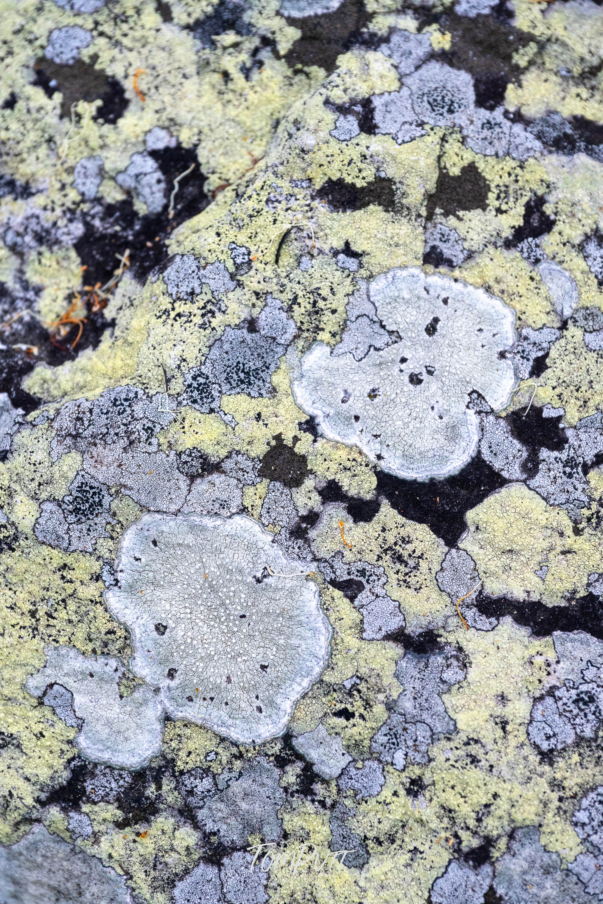 Lichen Patchwork, Carnarvon Gorge