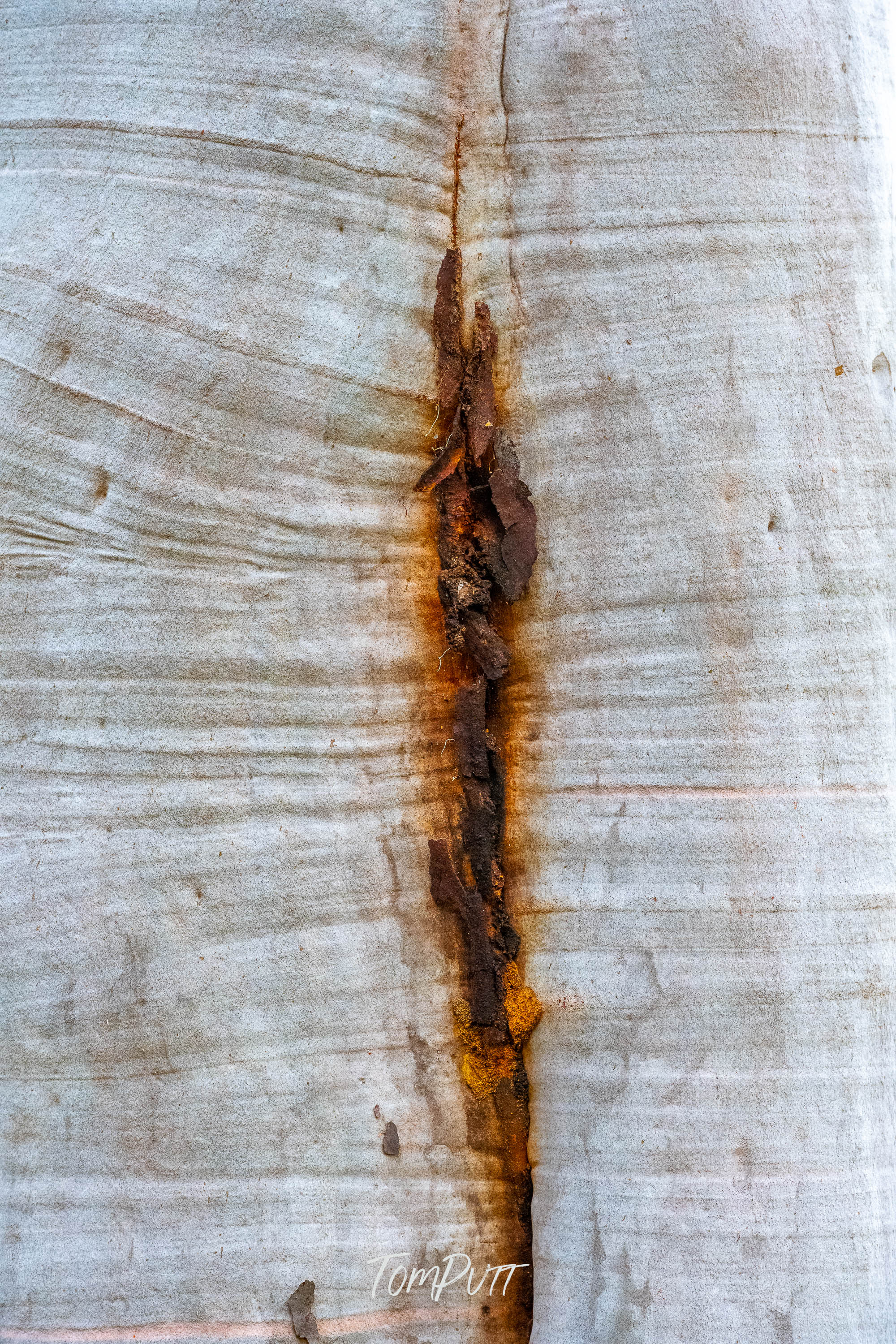 Bark Scar, Carnarvon Gorge