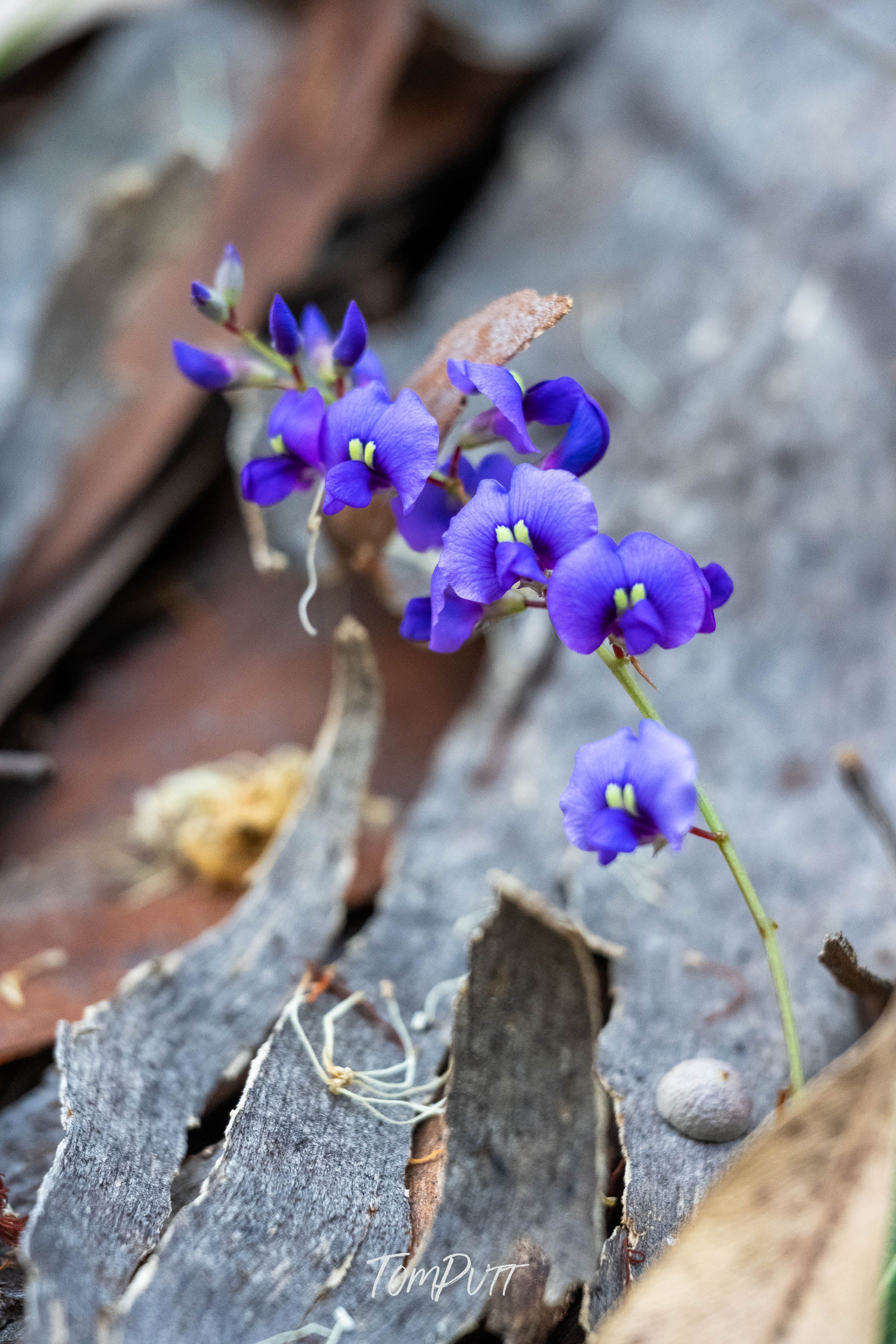 Purple on Grey, Carnarvon Gorge