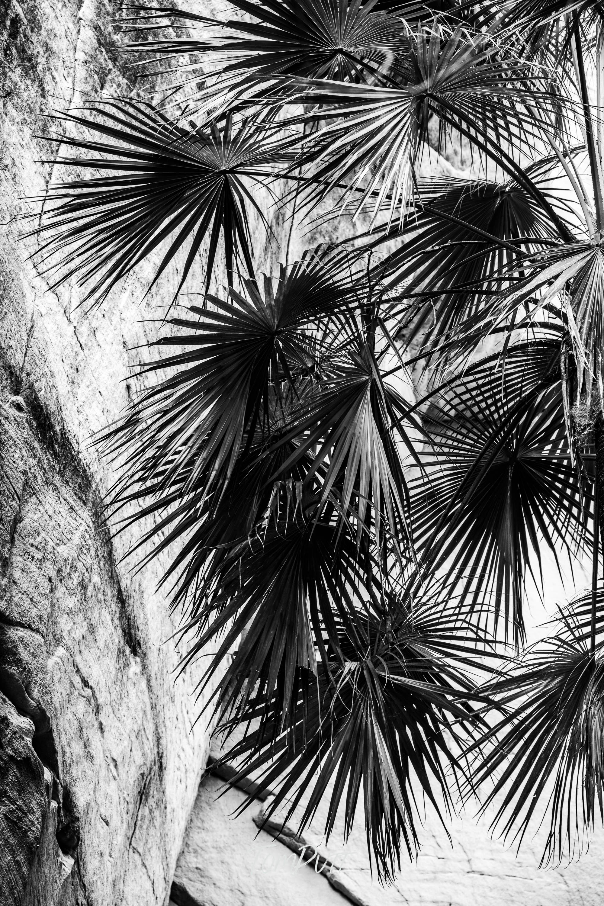 Shadow Play, Carnarvon Gorge