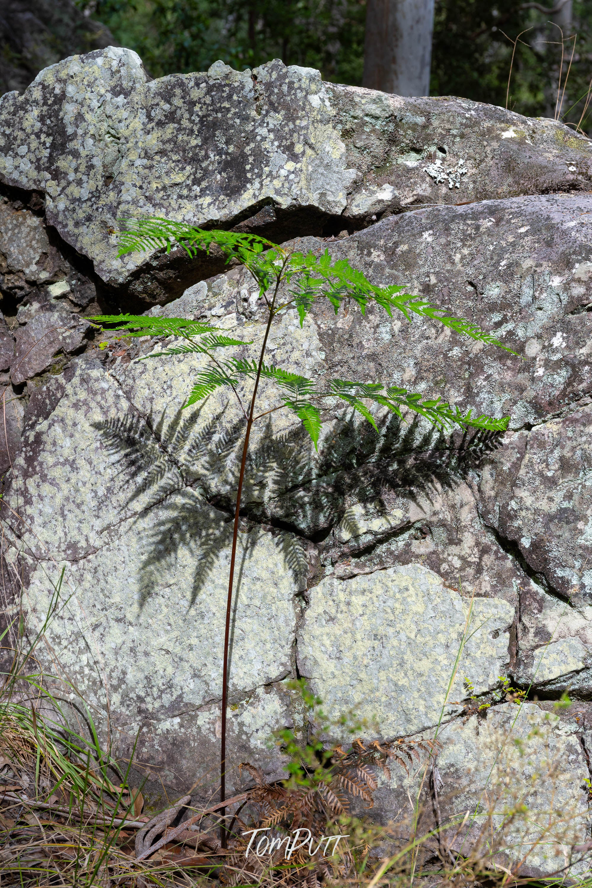Fern and Stone, Carnarvon Gorge