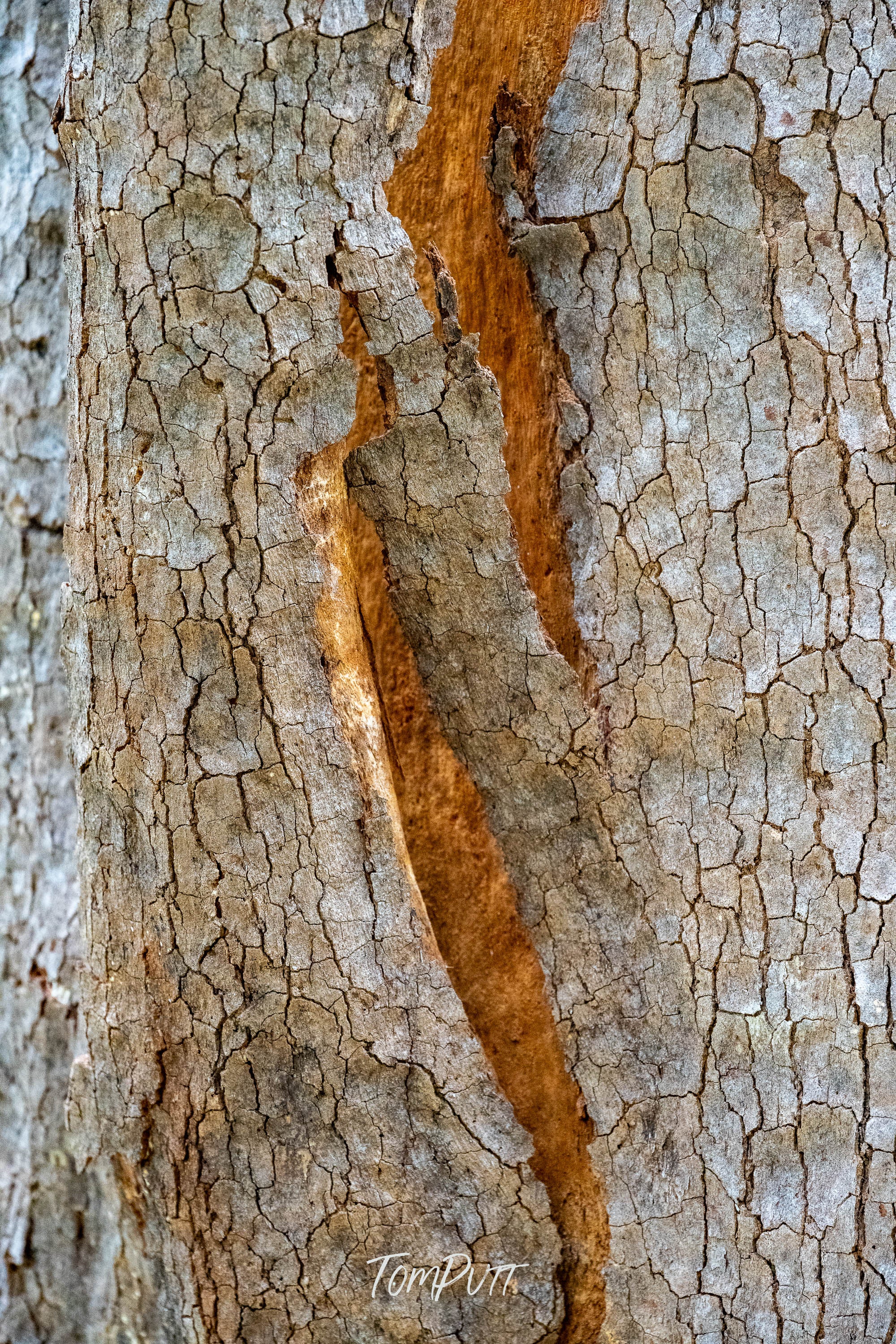 Weathered, Carnarvon Gorge