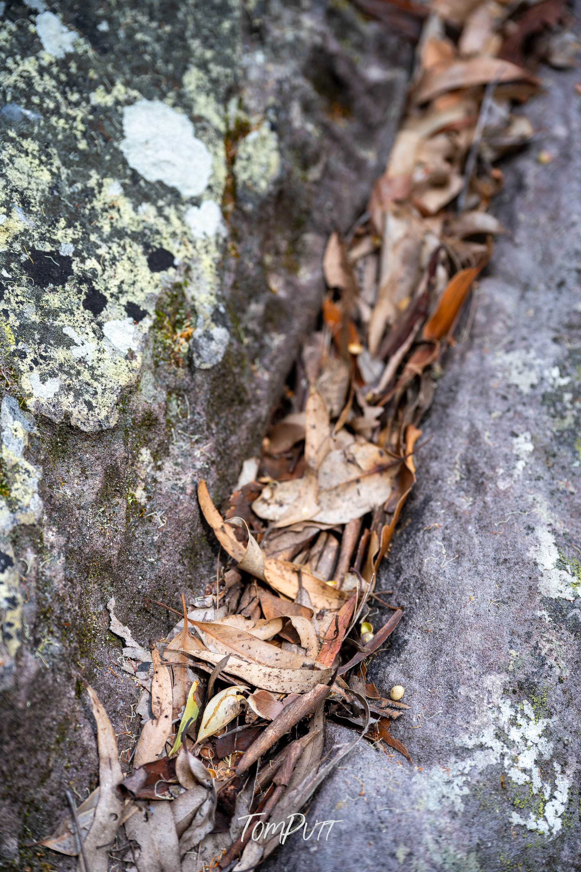 A Gathering of Leaves, Carnarvon Gorge