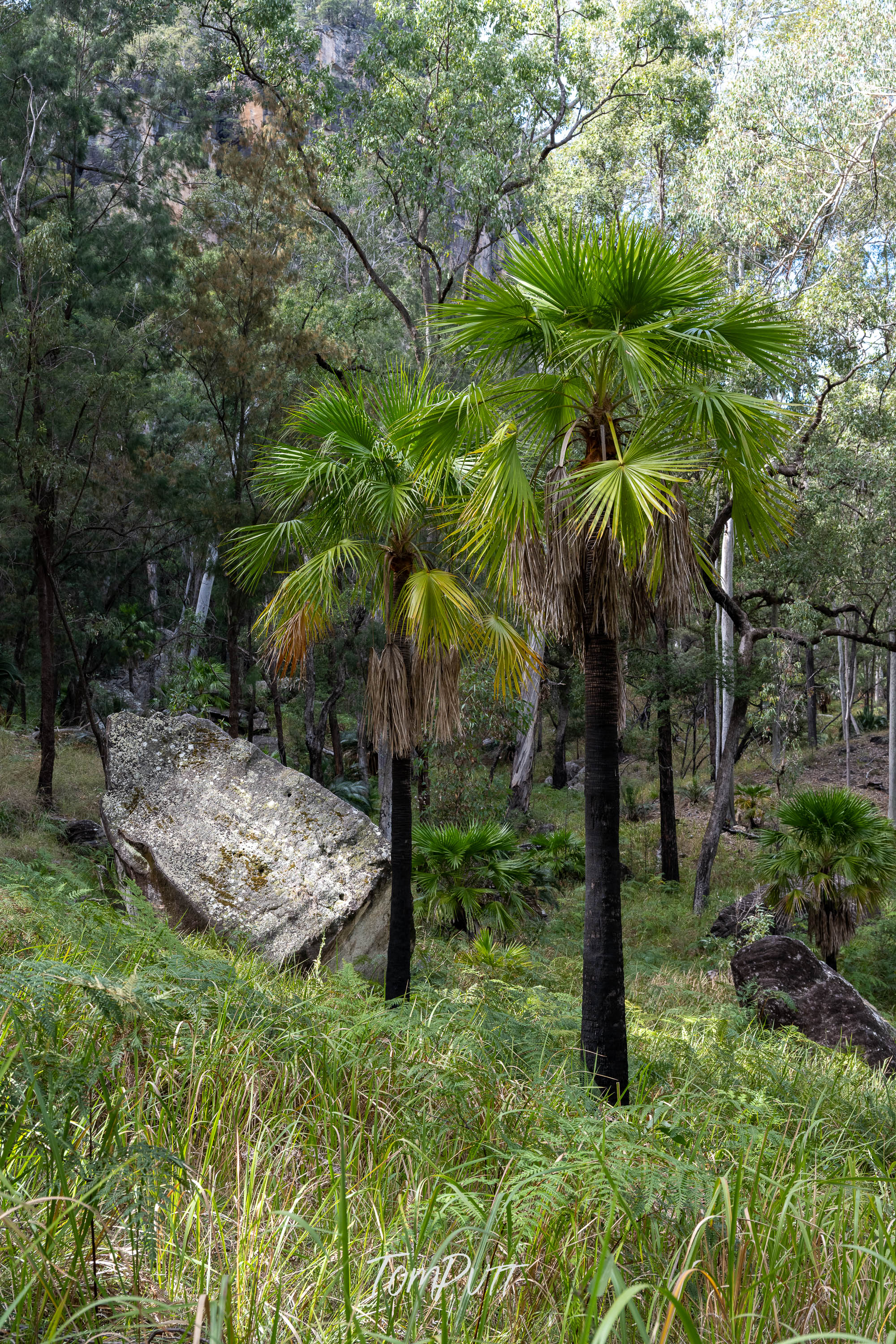 Carnarvon Gorge Palmscape