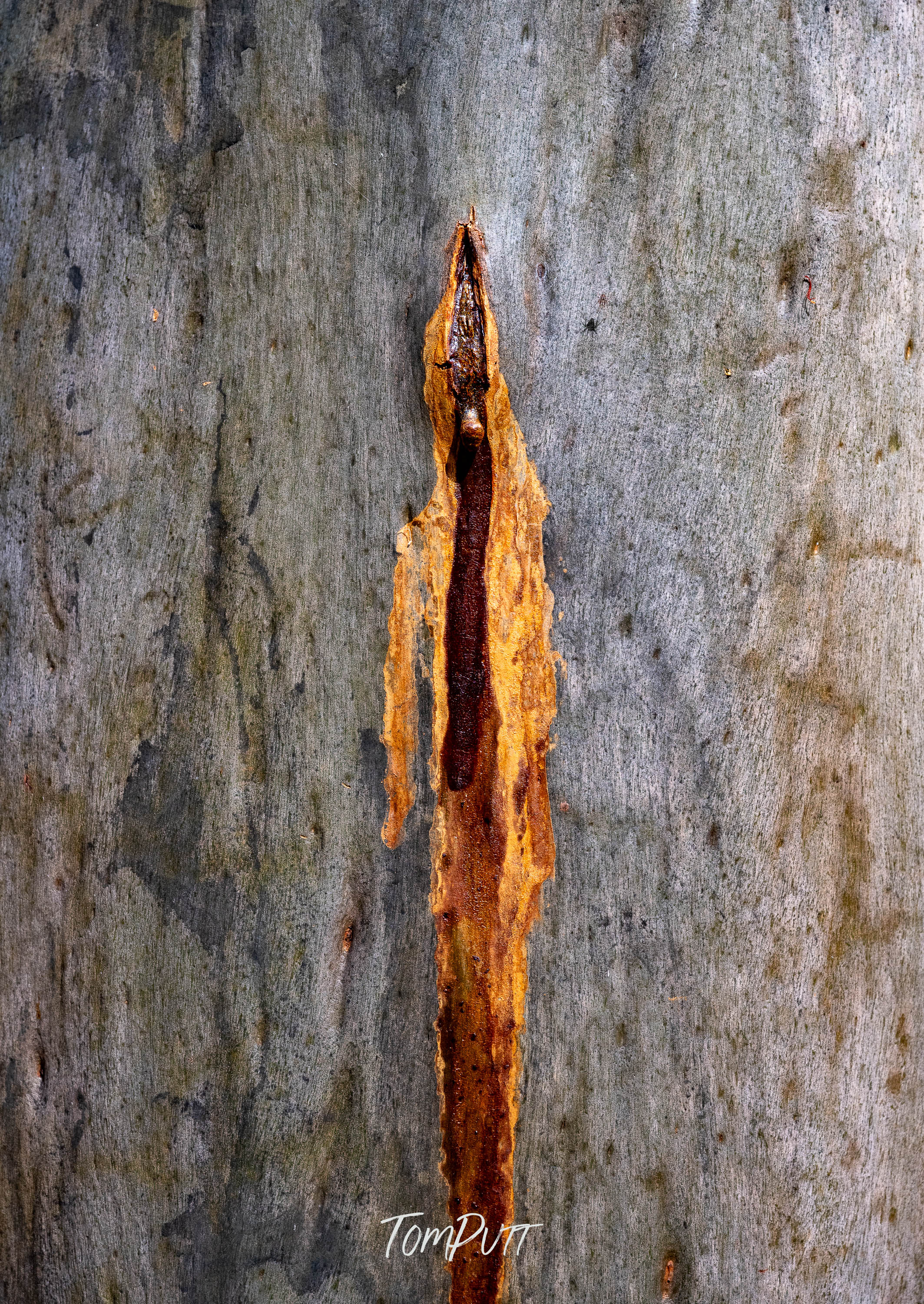 Wound Healing, Carnarvon Gorge